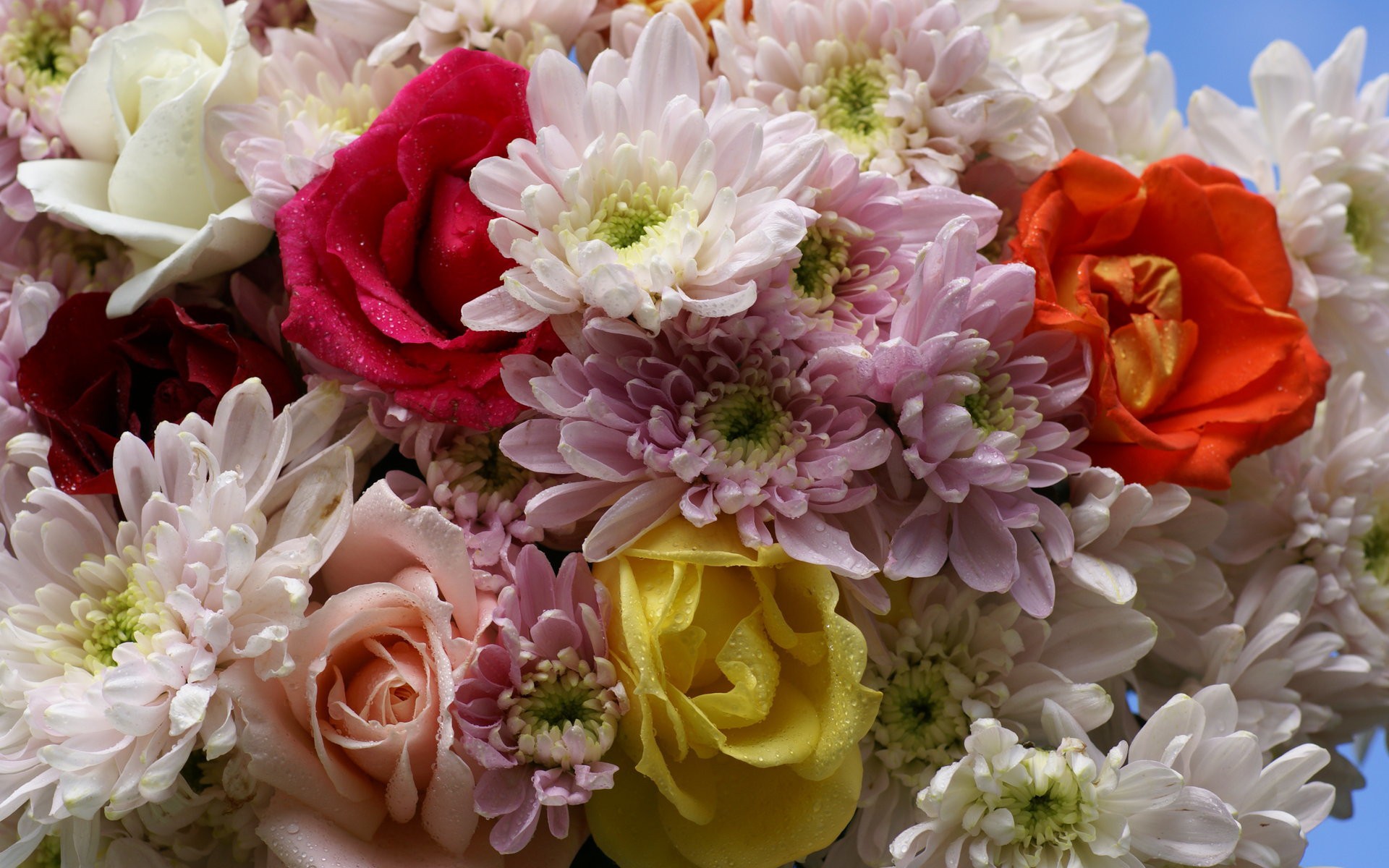 Handy-Wallpaper Blumen, Blume, Rose, Farben, Dahlien, Weiße Blume, Erde/natur, Pinke Blume kostenlos herunterladen.