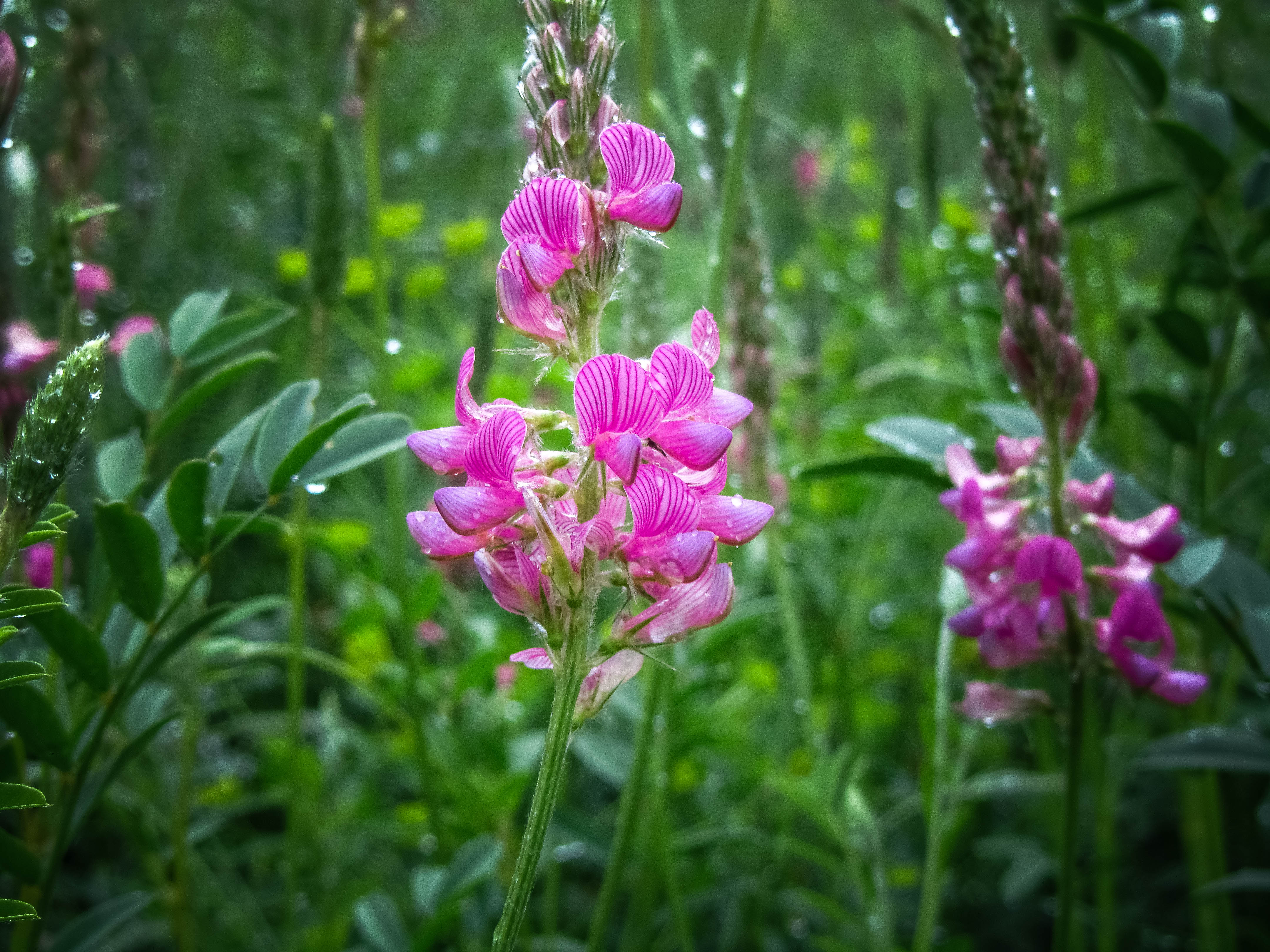 Descarga gratuita de fondo de pantalla para móvil de Naturaleza, Flores, Flor, Flor Rosa, Tierra/naturaleza.