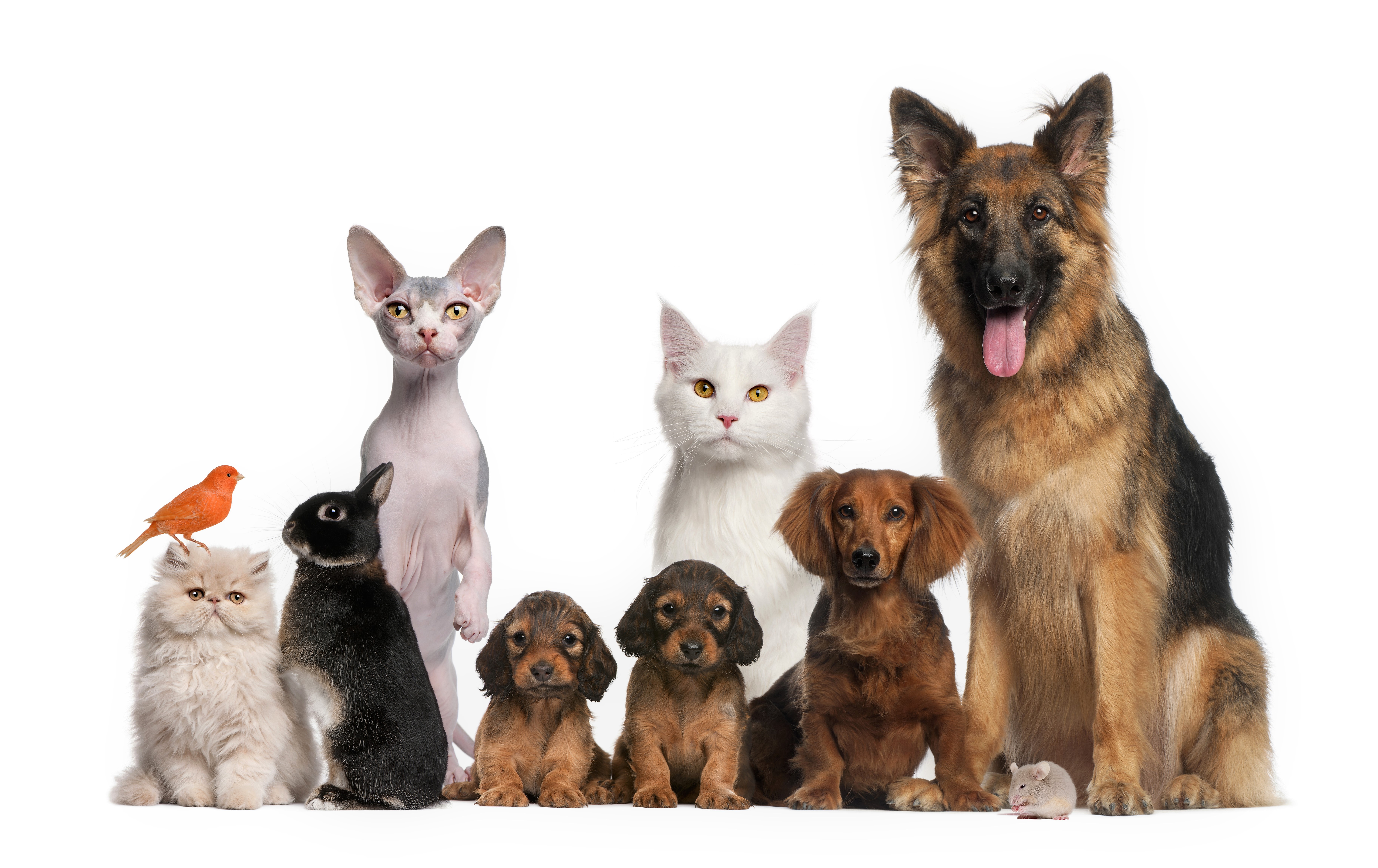 848773 descargar imagen mascotas, animales, bebe animal, ave, gato, lindo, perro, gatito, cachorro, conejo: fondos de pantalla y protectores de pantalla gratis