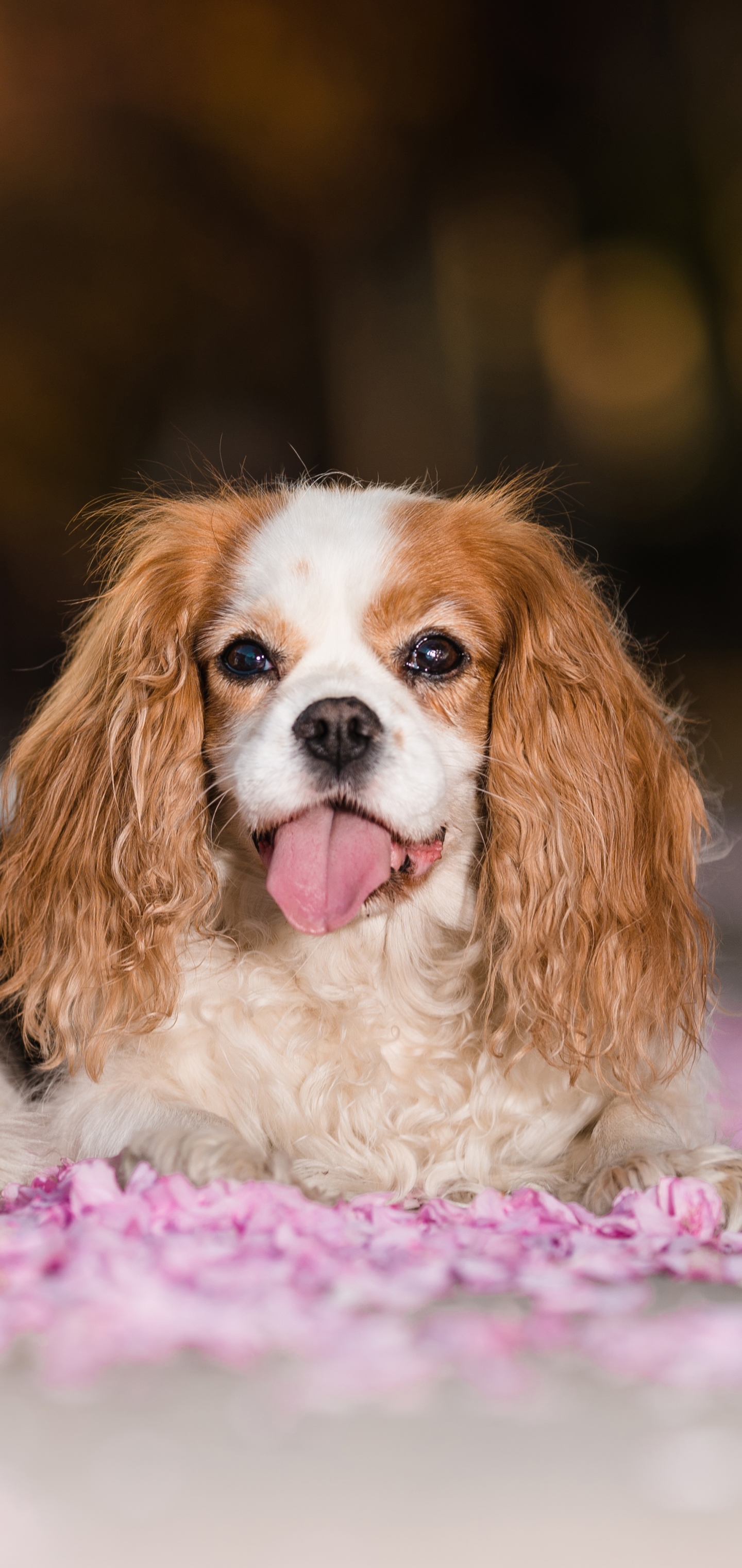 Download mobile wallpaper Dogs, Dog, Animal, King Charles Spaniel for free.