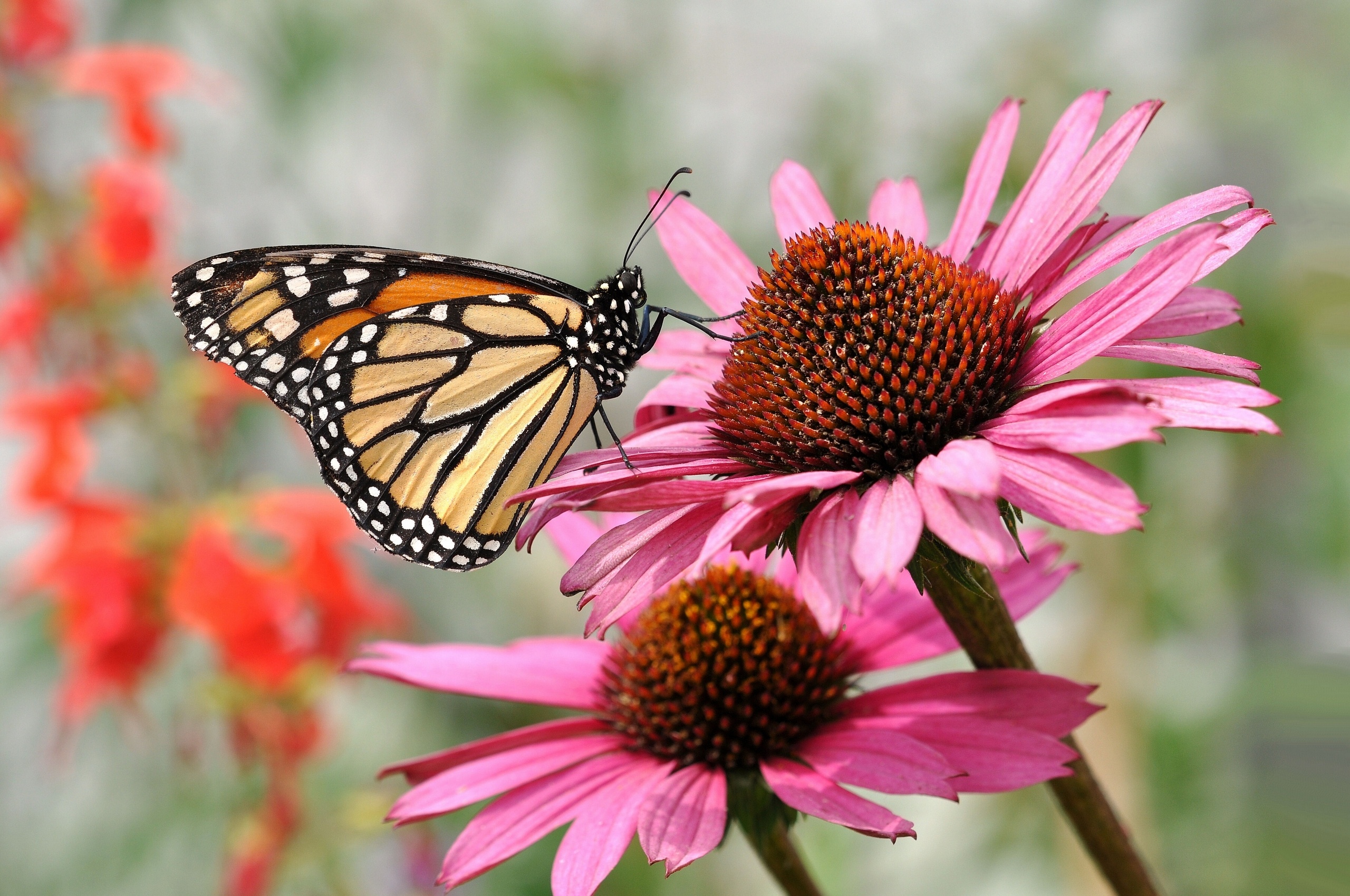 Descarga gratuita de fondo de pantalla para móvil de Animales, Mariposa.