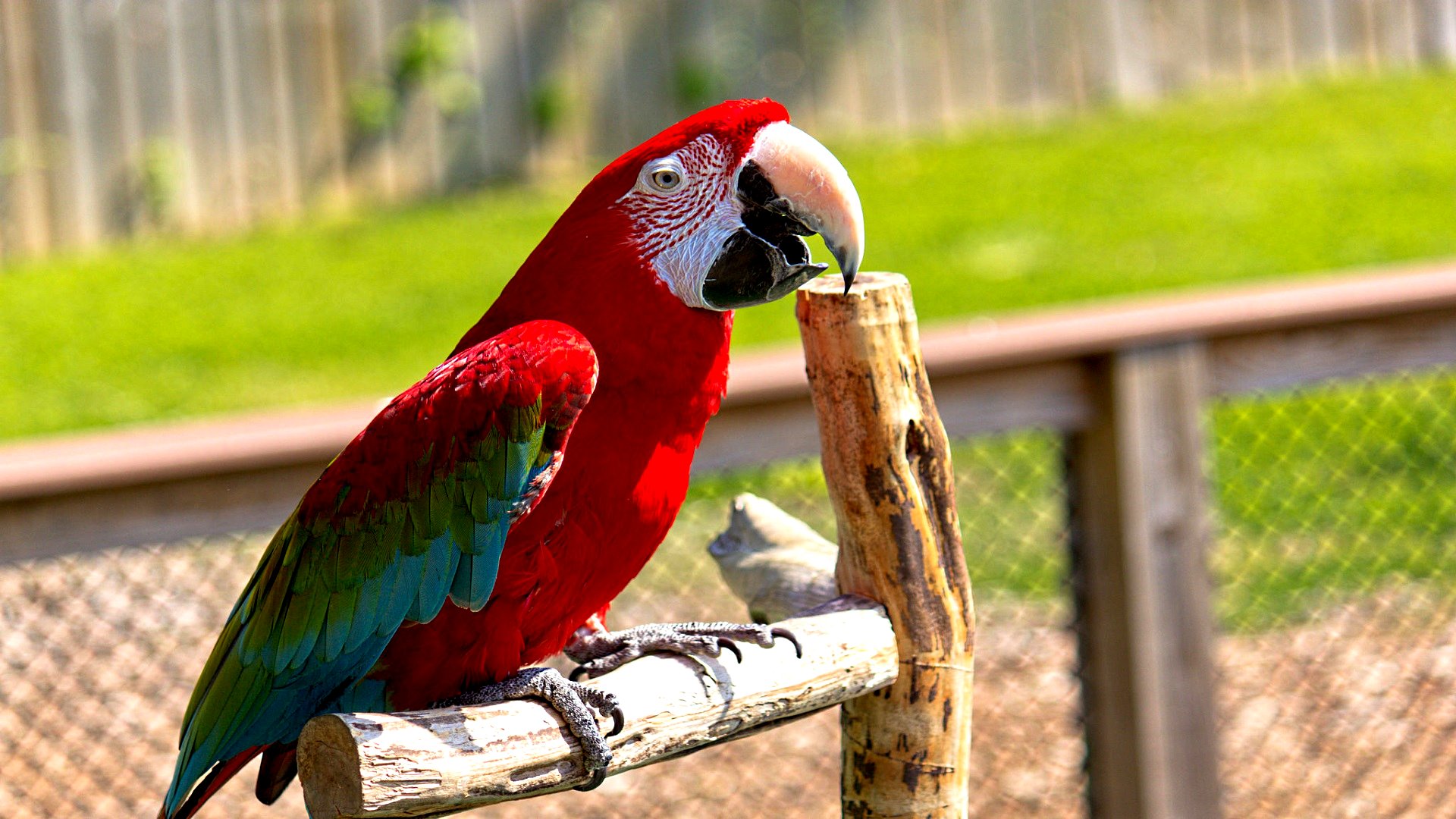 Download mobile wallpaper Red And Green Macaw, Birds, Animal for free.
