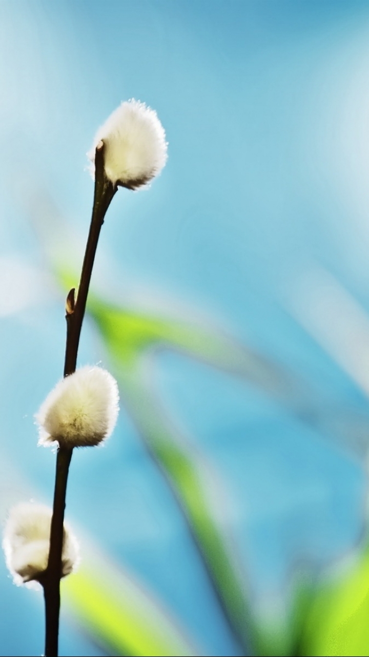 Descarga gratuita de fondo de pantalla para móvil de Macro, De Cerca, Primer Plano, Tierra/naturaleza, Macrofotografía.