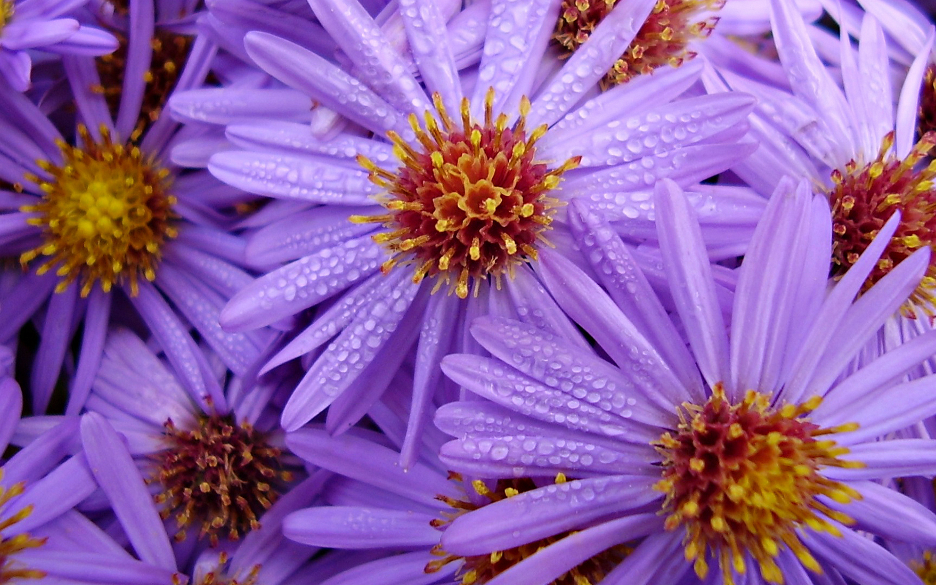 Téléchargez gratuitement l'image Fleurs, Fleur, Terre/nature sur le bureau de votre PC