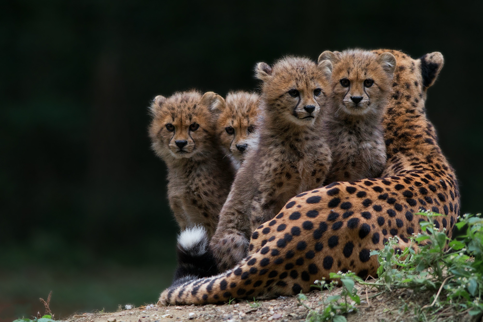 Téléchargez gratuitement l'image Animaux, Chats, Guépard, Lionceau, Bébé Animal sur le bureau de votre PC