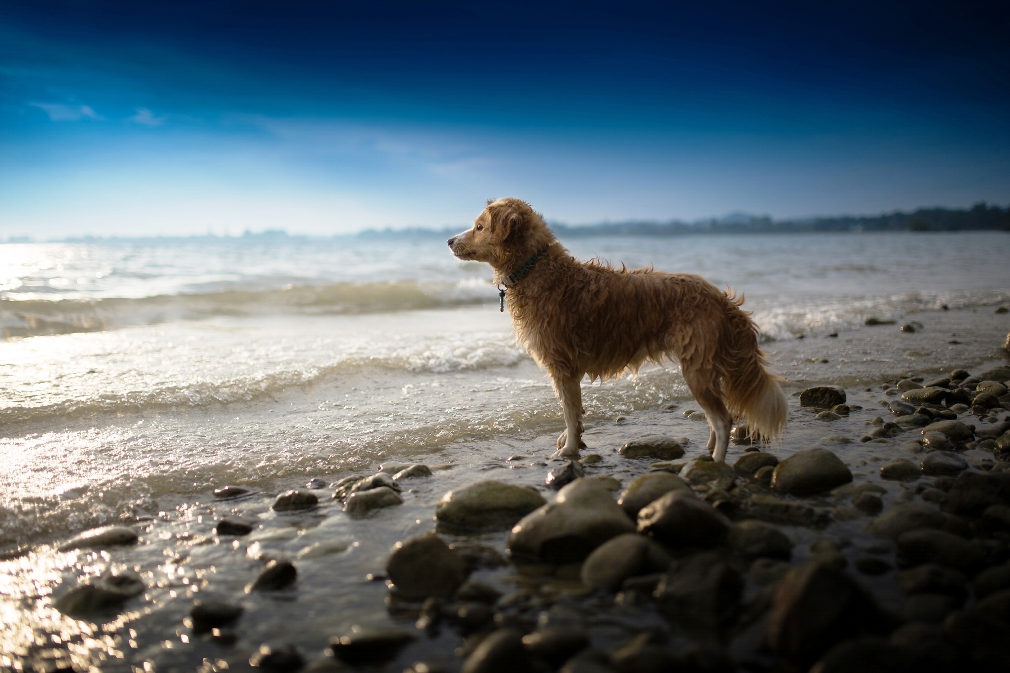 Handy-Wallpaper Tiere, Hunde, Hund, Ozean, Stein kostenlos herunterladen.