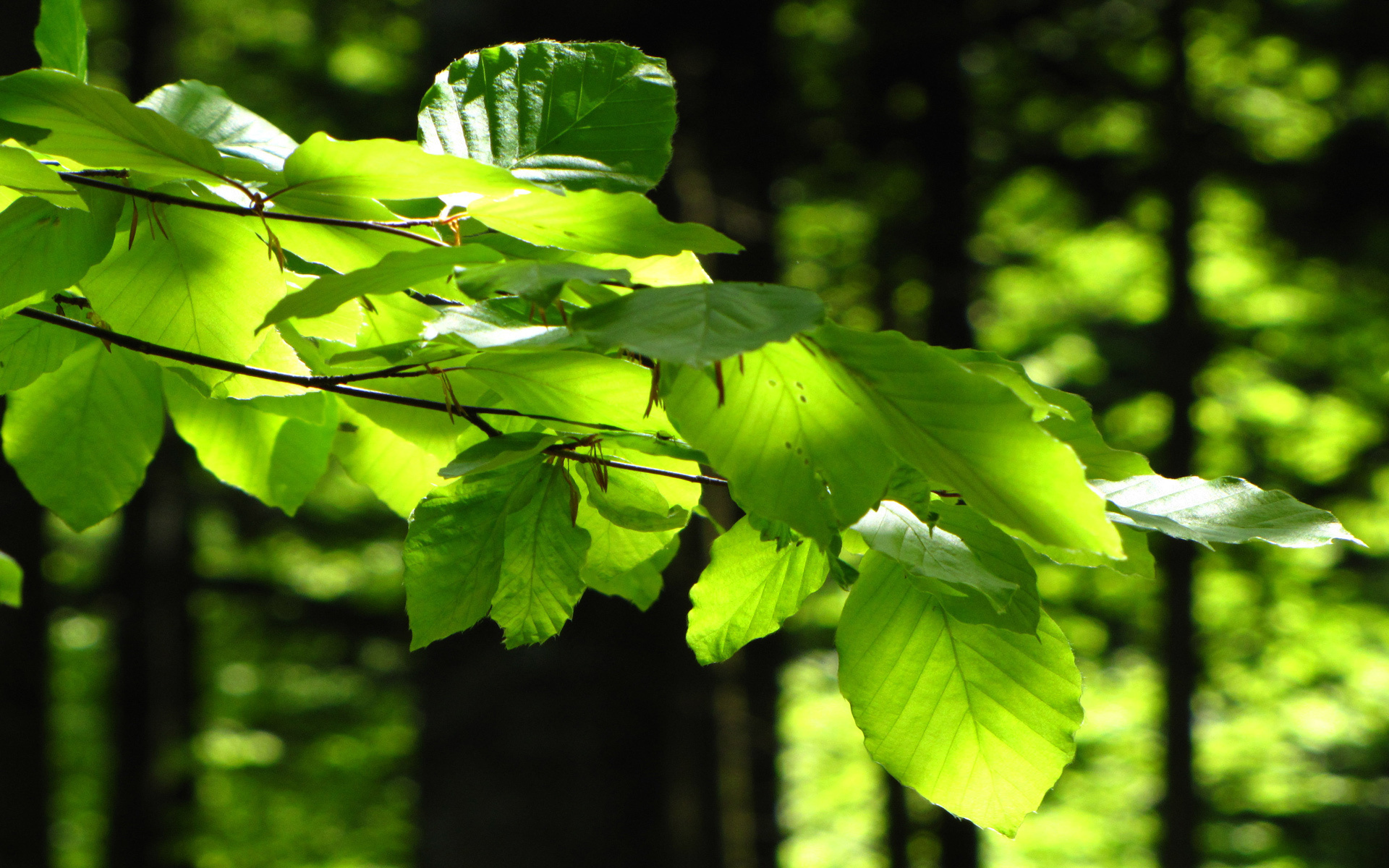 Laden Sie das Blatt, Erde/natur-Bild kostenlos auf Ihren PC-Desktop herunter