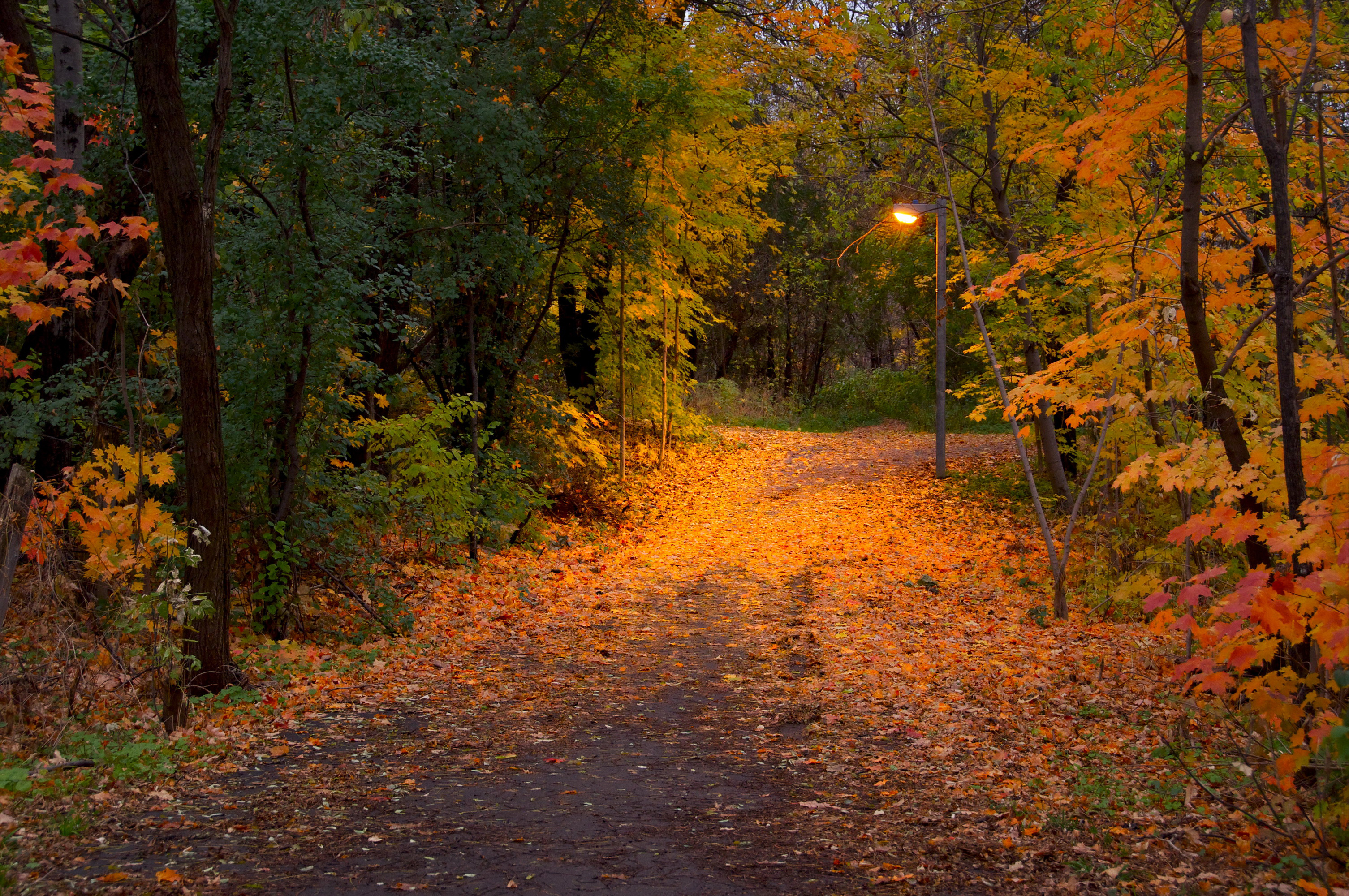 Download mobile wallpaper Road, Tree, Fall, Path, Lamp Post, Man Made for free.