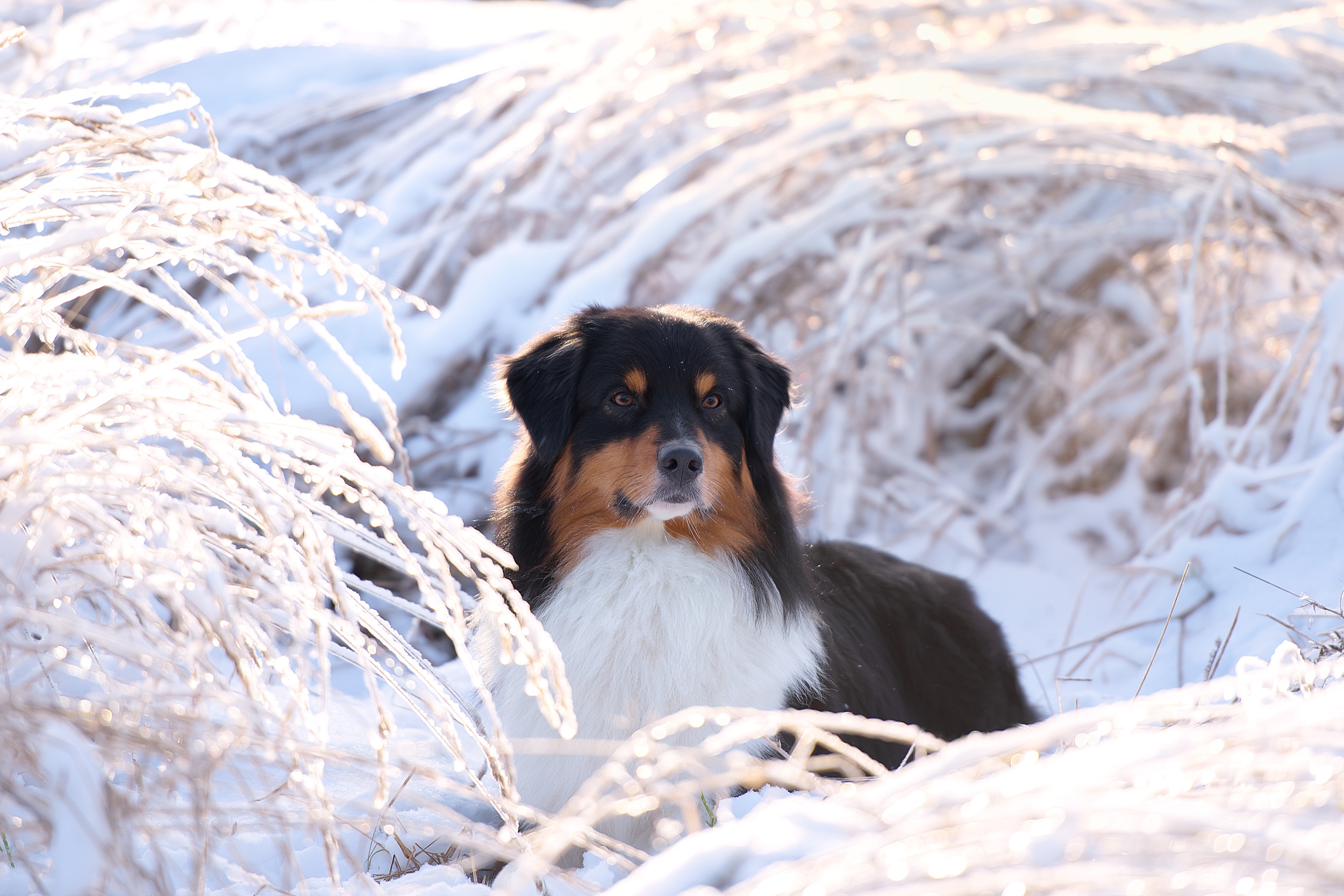 Завантажити шпалери безкоштовно Зима, Собаки, Сніг, Пес, Тварина картинка на робочий стіл ПК
