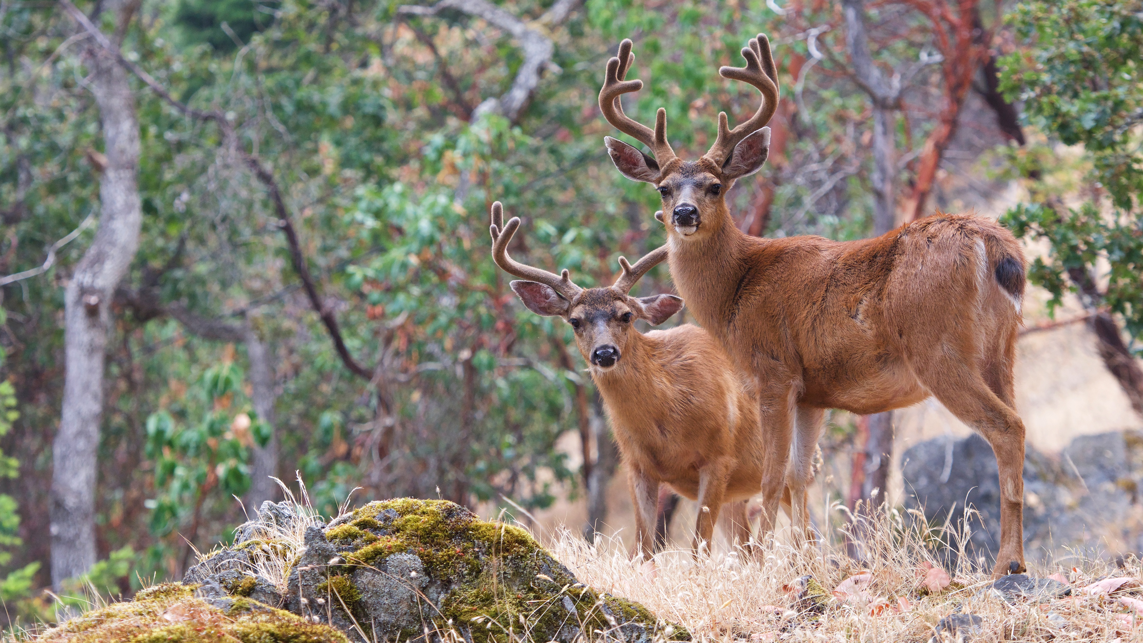 Laden Sie das Tiere, Hirsch-Bild kostenlos auf Ihren PC-Desktop herunter