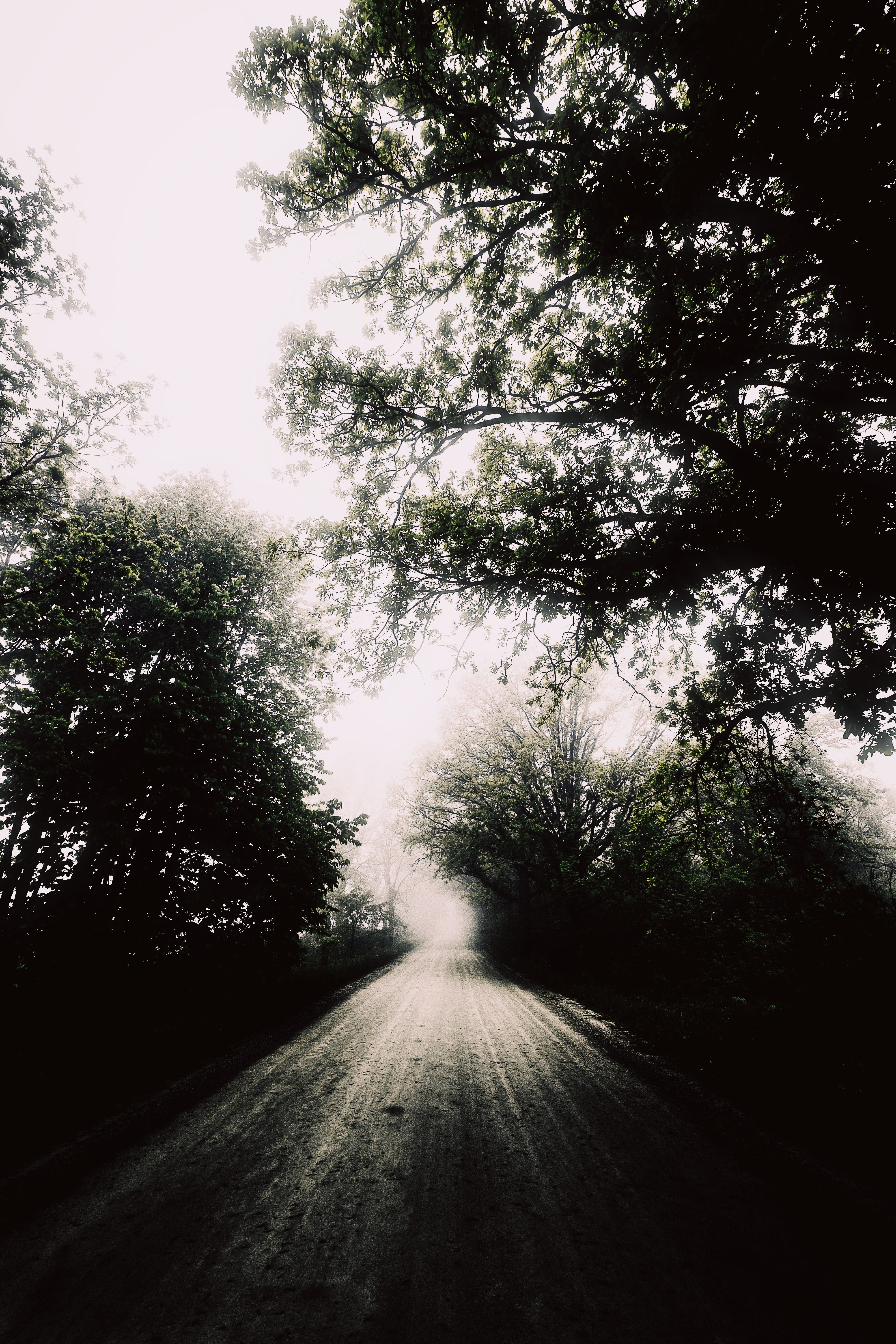 Download mobile wallpaper Trees, Fog, Nature, Chb, Road, Bw for free.