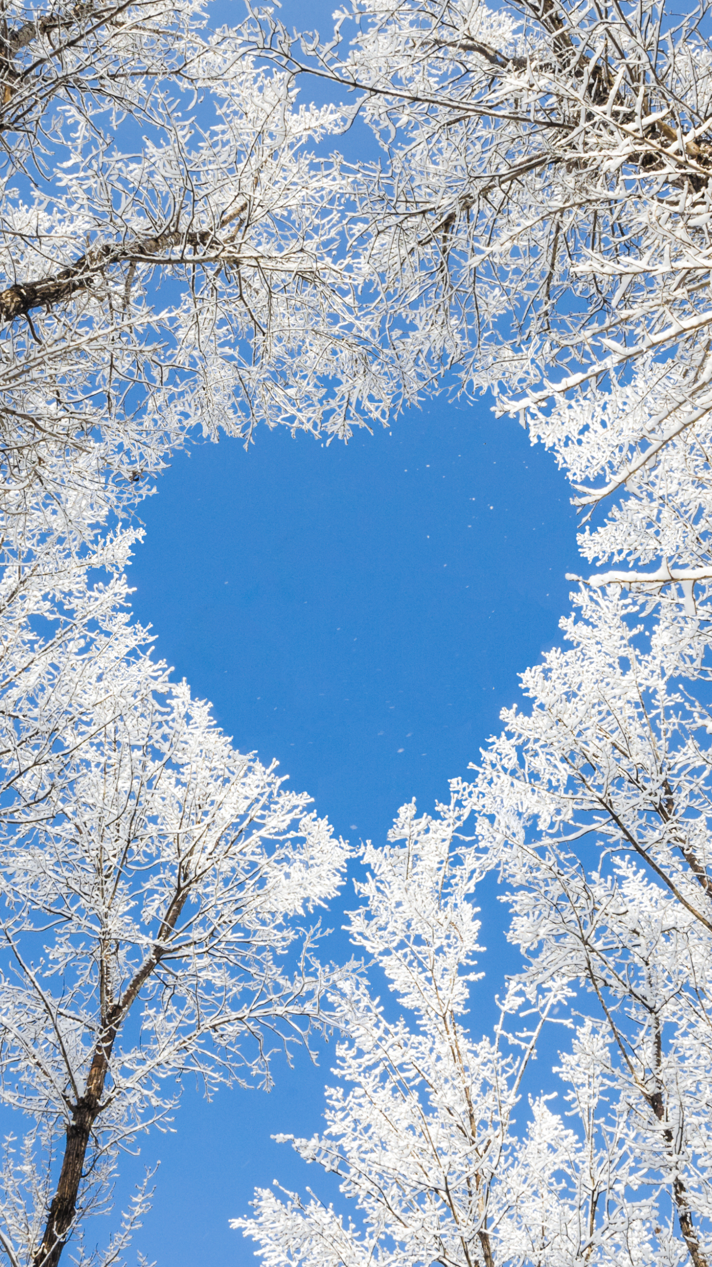 Download mobile wallpaper Winter, Nature, Earth, Heart Shaped, Treetops for free.