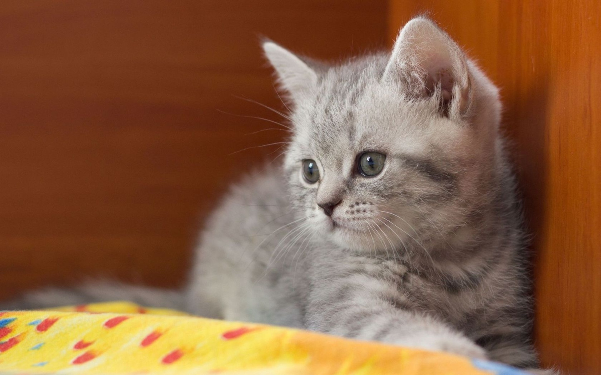 無料モバイル壁紙動物, ネコ, 猫をダウンロードします。