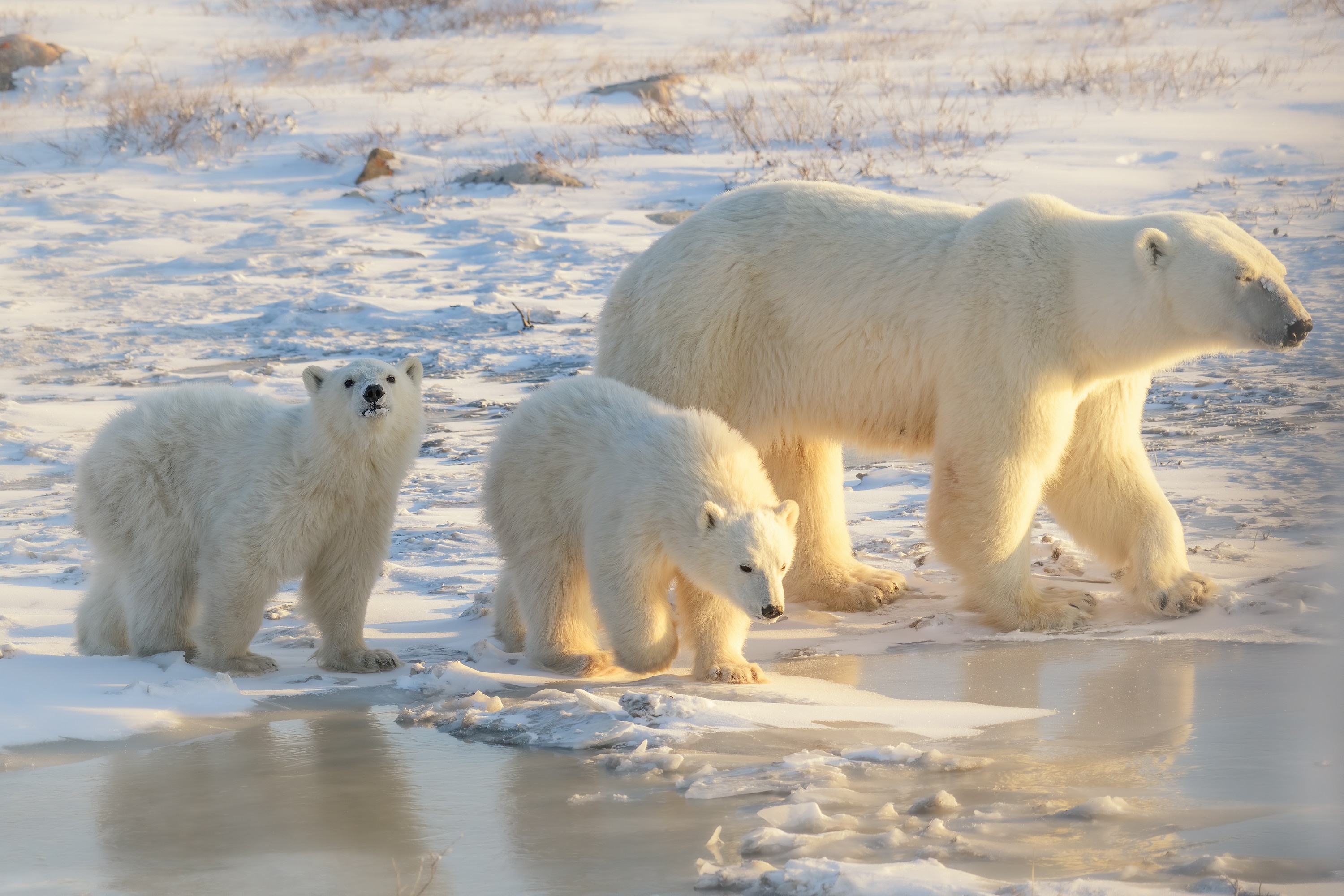 Download mobile wallpaper Bears, Animal, Polar Bear, Baby Animal, Cub for free.