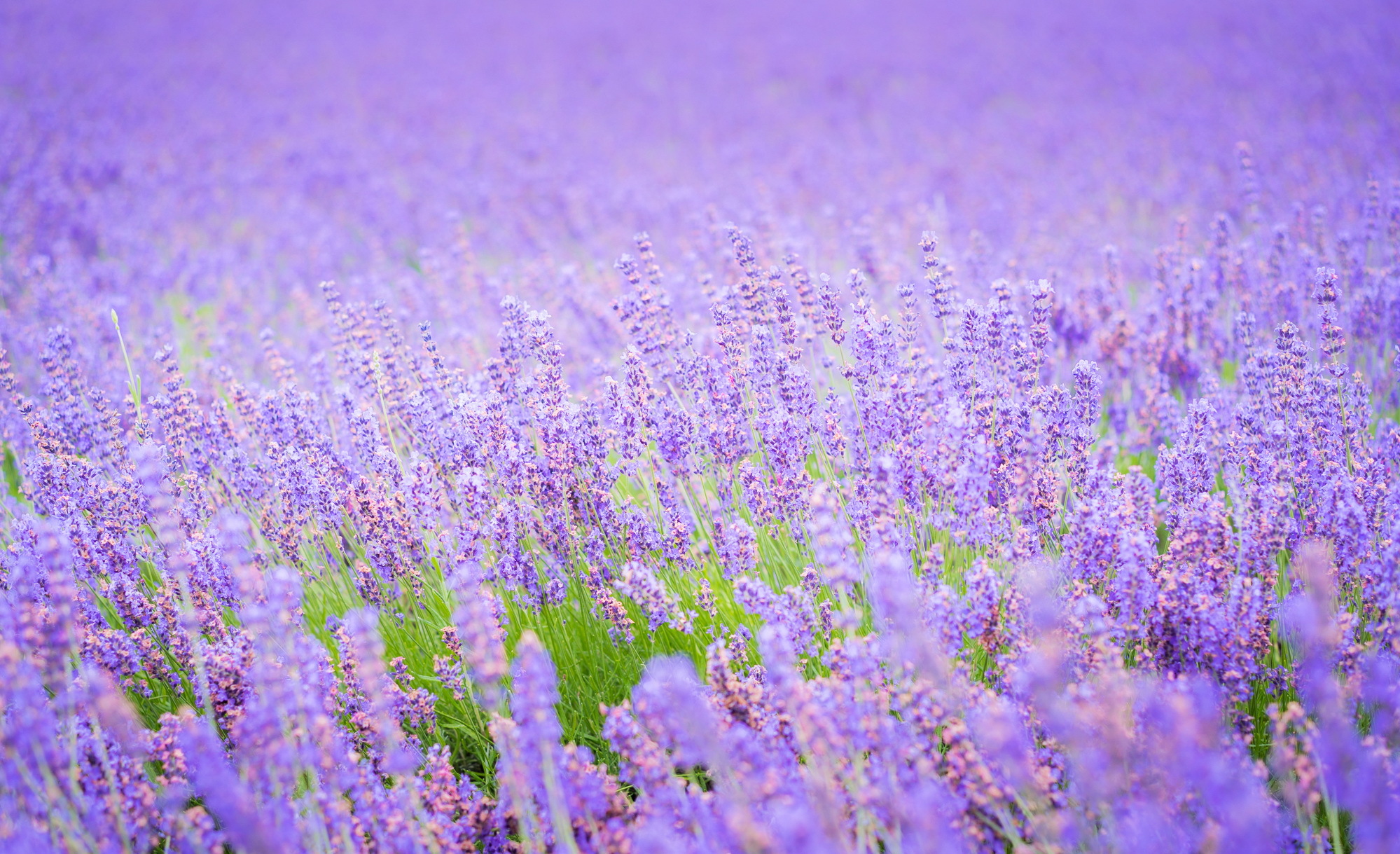 Free download wallpaper Nature, Flowers, Flower, Blur, Earth, Lavender, Purple Flower on your PC desktop