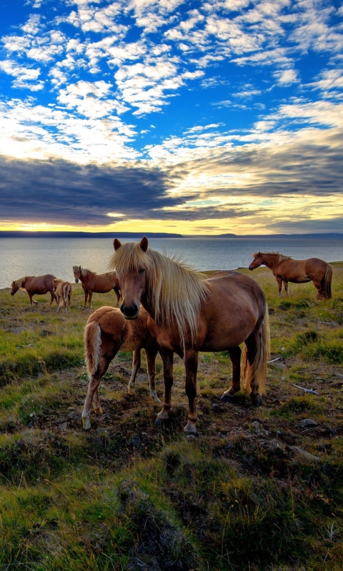 Download mobile wallpaper Lake, Animal, Cloud, Horse for free.