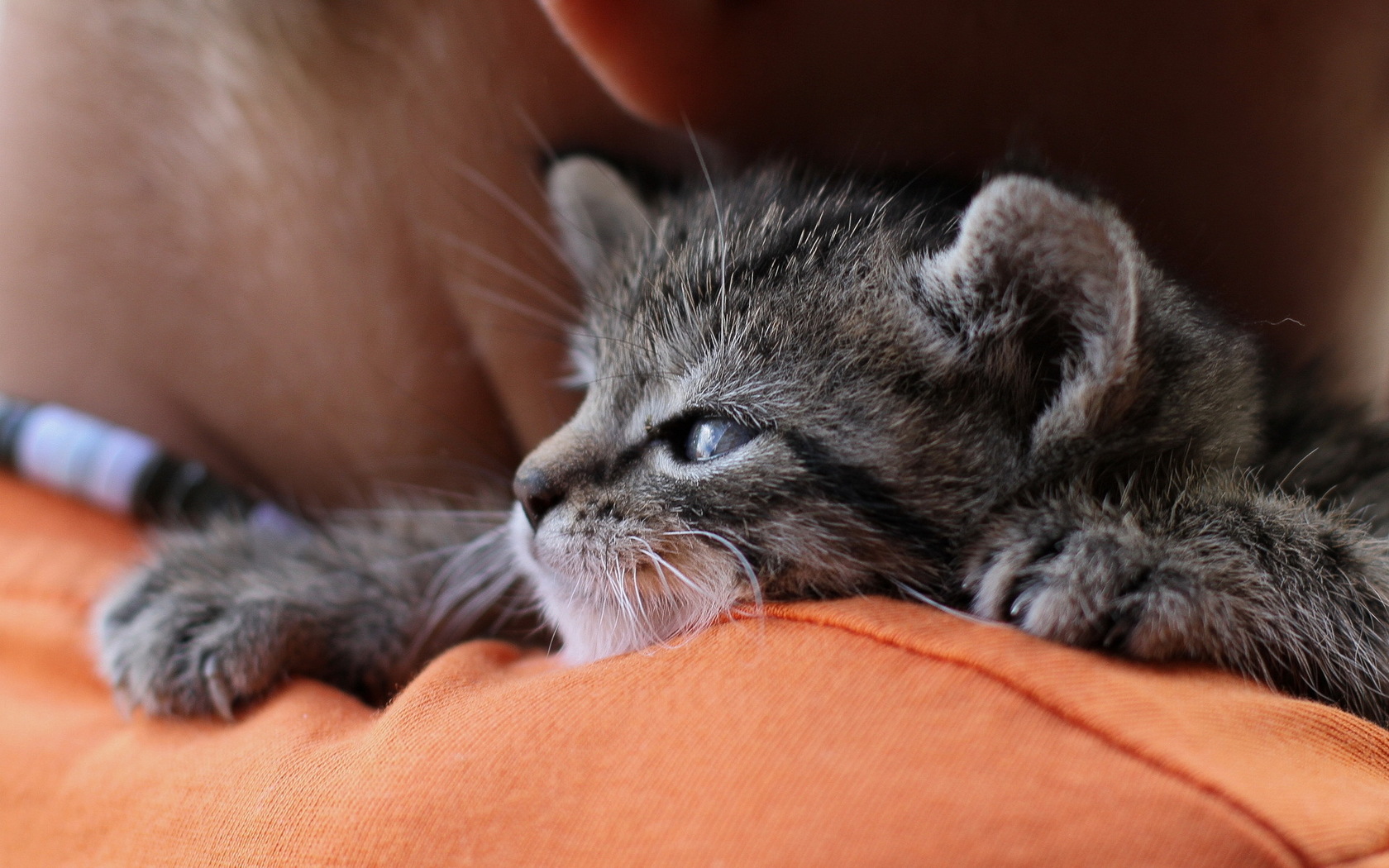 Descarga gratuita de fondo de pantalla para móvil de Gato, Gatos, Animales.