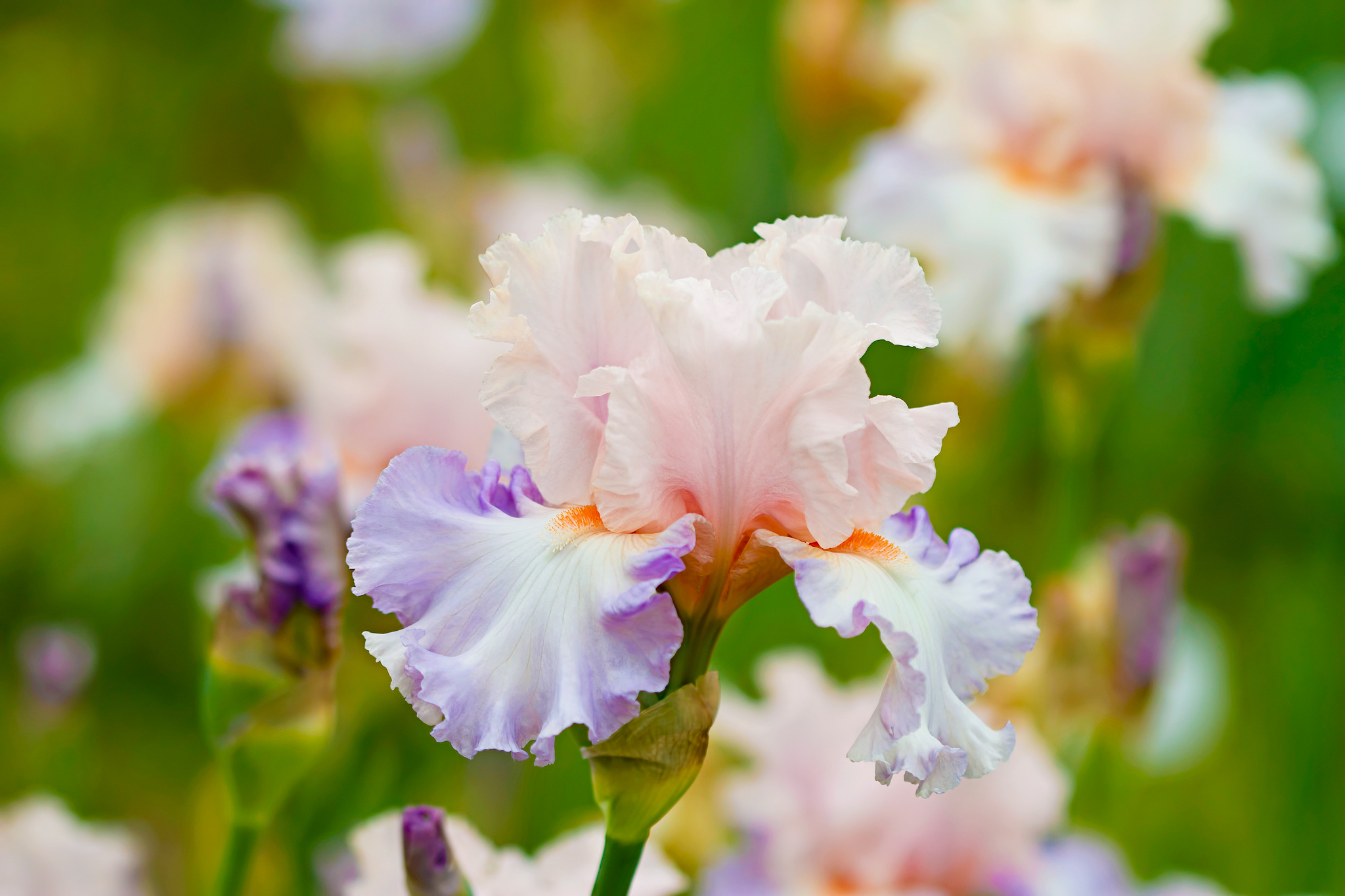Download mobile wallpaper Nature, Flowers, Iris, Flower, Blur, Close Up, Earth for free.