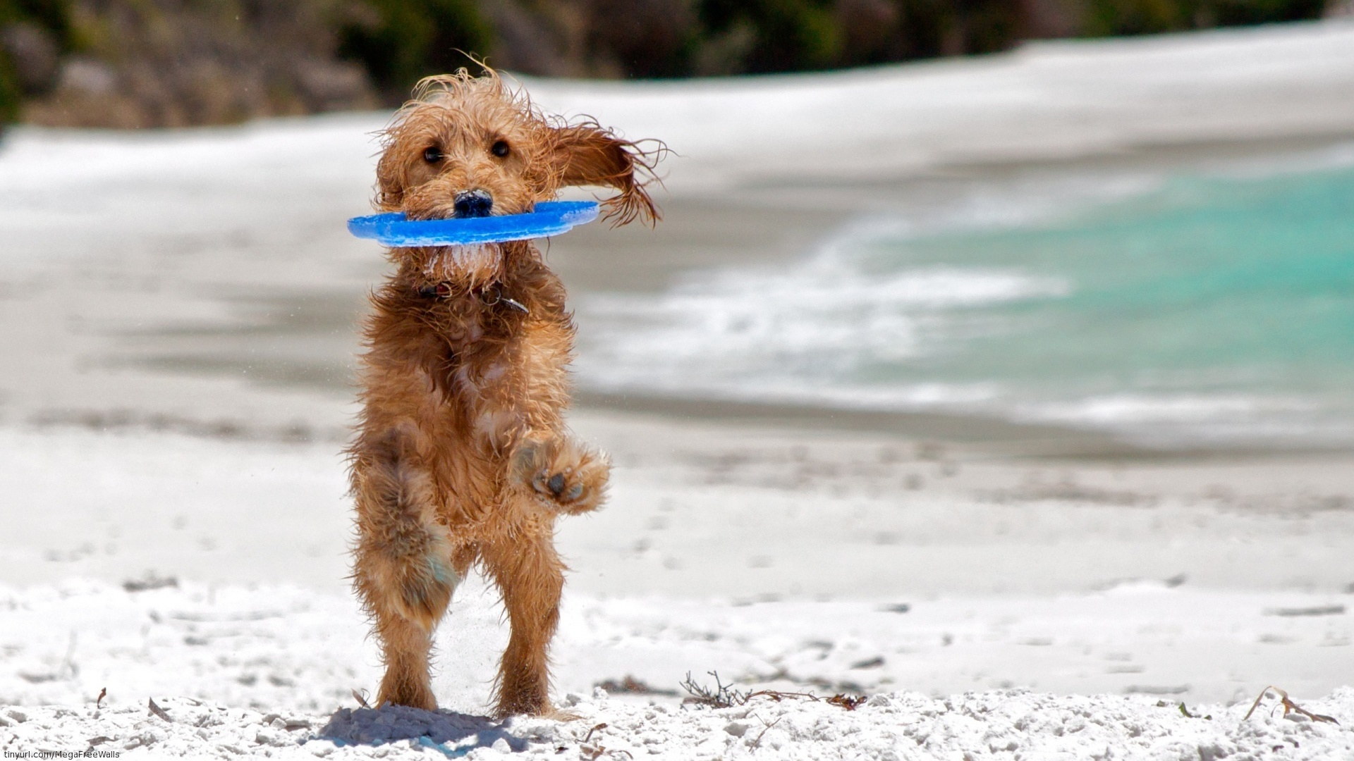Скачать картинку Животные, Пляж, Песок, Собака, Милый в телефон бесплатно.