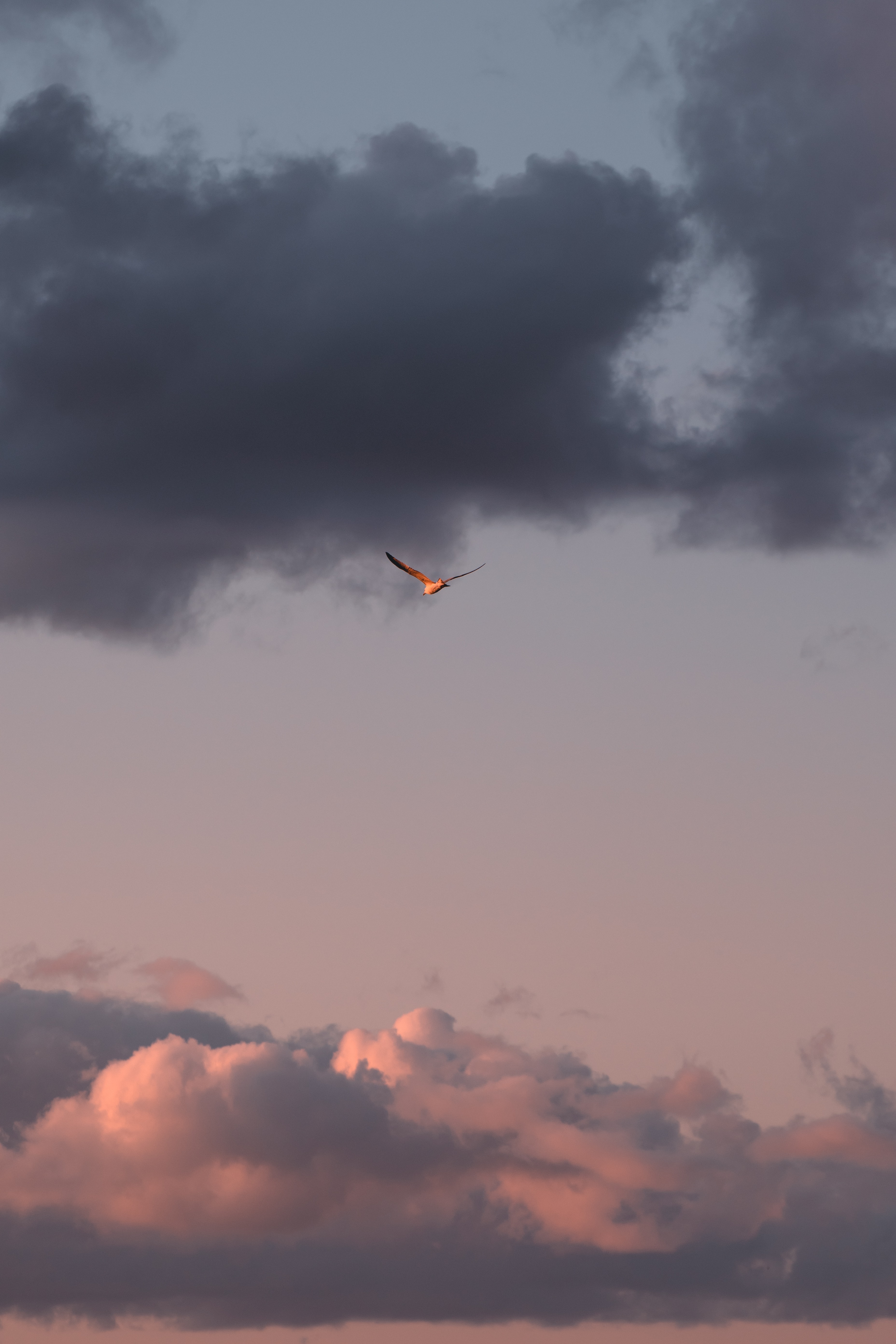 Handy-Wallpaper Clouds, Sky, Minimalismus, Flug, Vogel, Flügel kostenlos herunterladen.