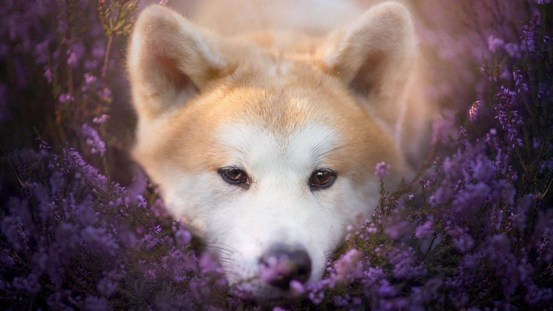 Download mobile wallpaper Dogs, Flower, Animal, Puppy, Akita, Cute, Purple Flower for free.
