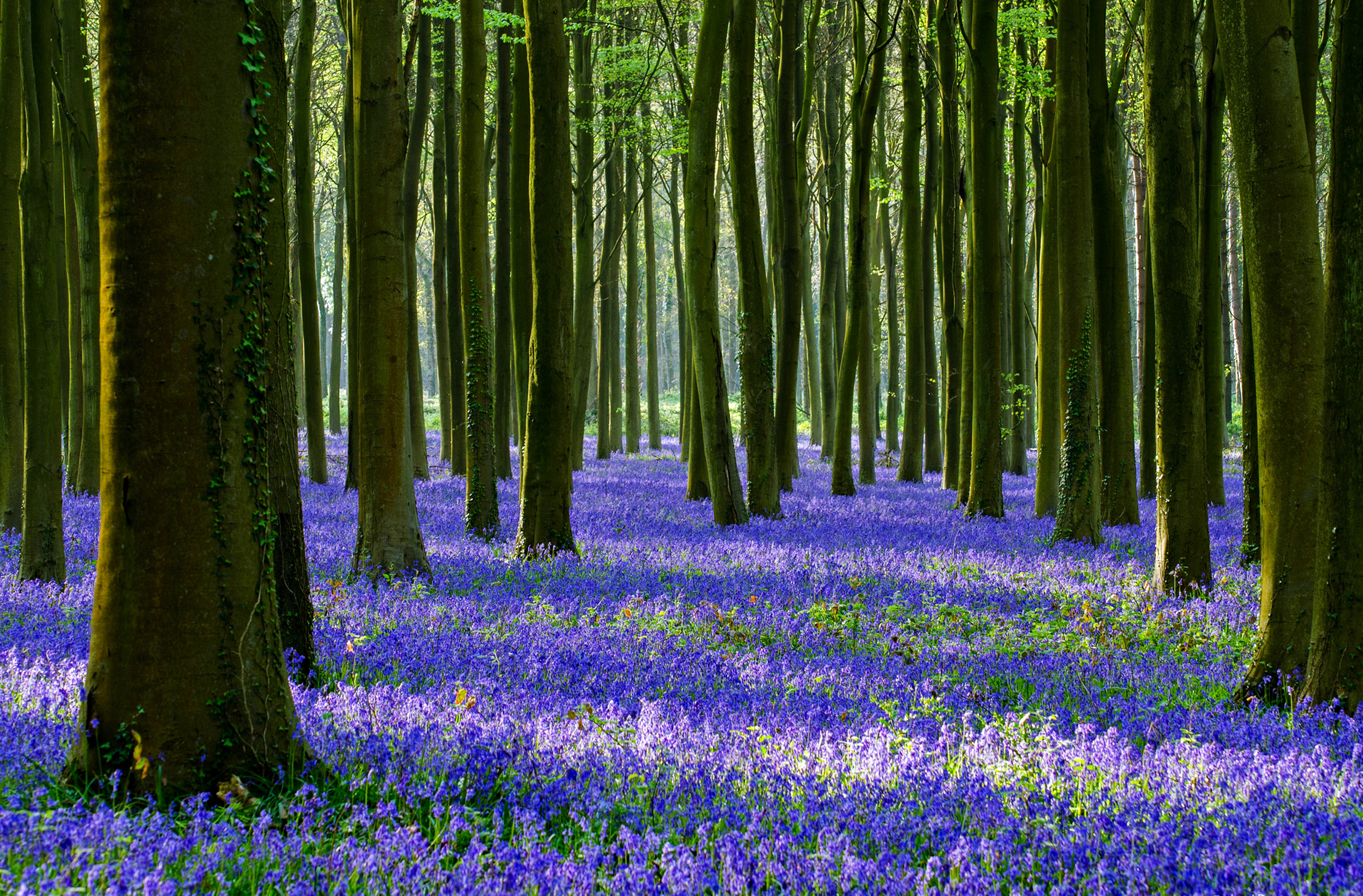 無料モバイル壁紙自然, 木, 花, 森, 地球, 春をダウンロードします。