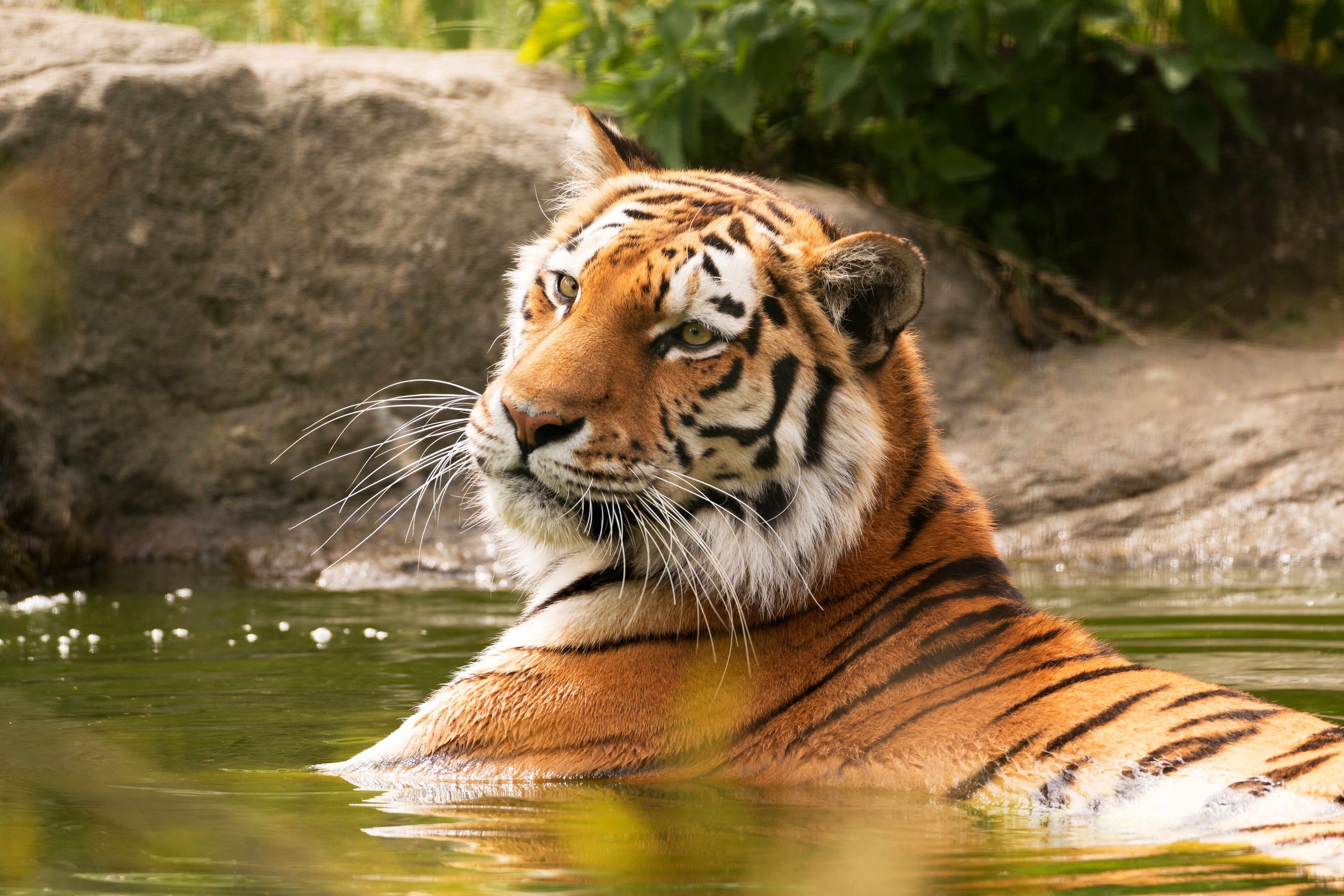 Handy-Wallpaper Tiere, Katzen, Wasser, Tiger kostenlos herunterladen.
