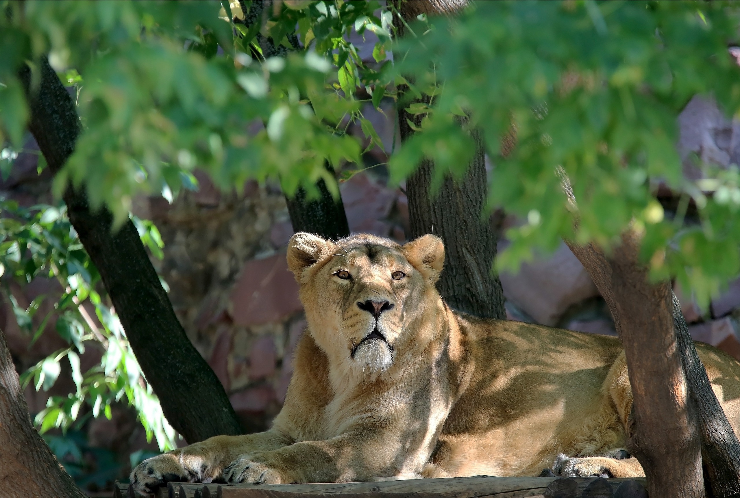 Téléchargez des papiers peints mobile Animaux, Chats, Lion gratuitement.