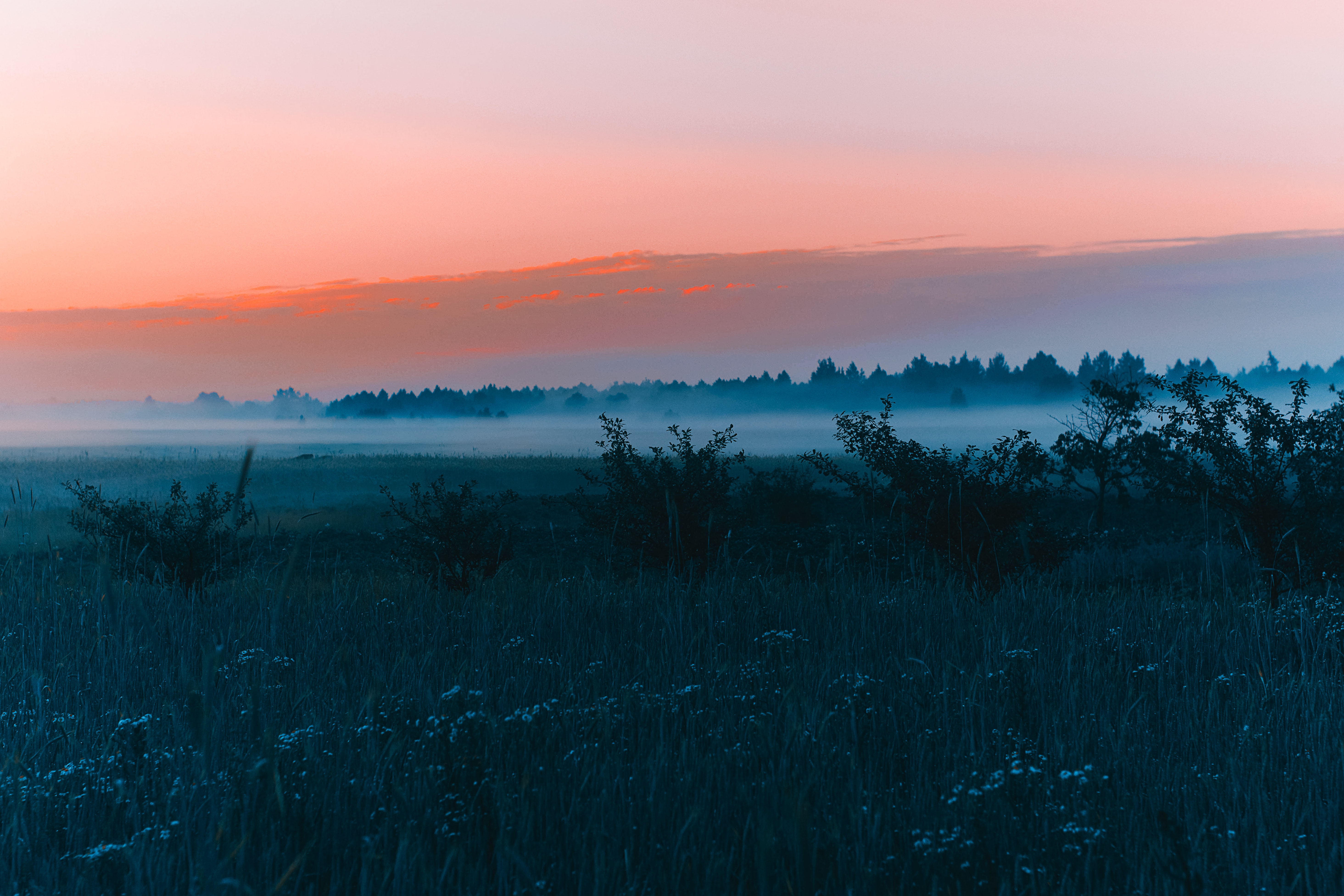 Free download wallpaper Grass, Fog, Nature, Forest, Field, Dawn, Landscape on your PC desktop