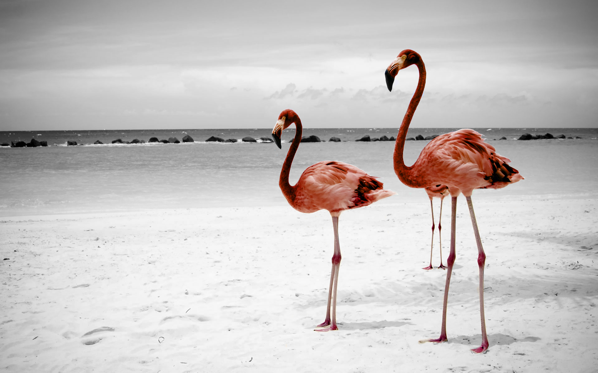 184523 Hintergrundbild herunterladen tiere, flamingo, vögel - Bildschirmschoner und Bilder kostenlos