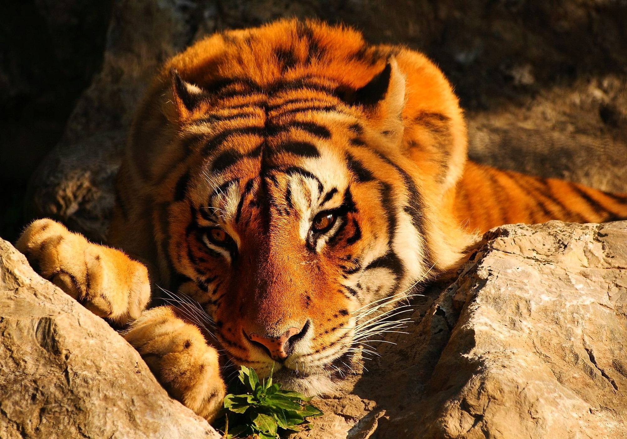 56295 скачать обои взгляд, тигр, животные, камни, лежит, задумчивый - заставки и картинки бесплатно