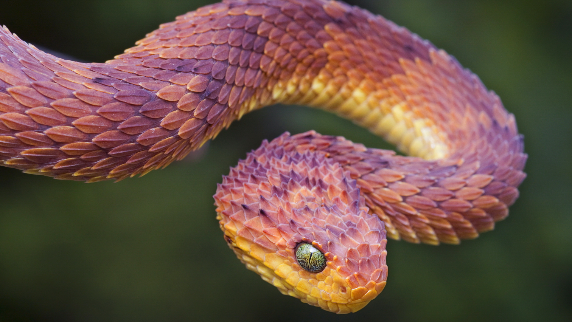 330232 descargar imagen serpiente, animales, víbora, reptiles: fondos de pantalla y protectores de pantalla gratis