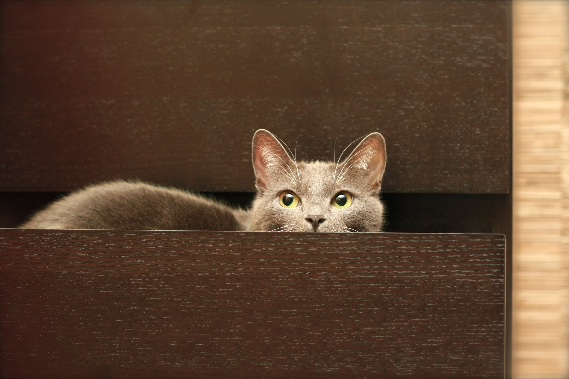 Baixe gratuitamente a imagem Animais, Gatos, Gato na área de trabalho do seu PC