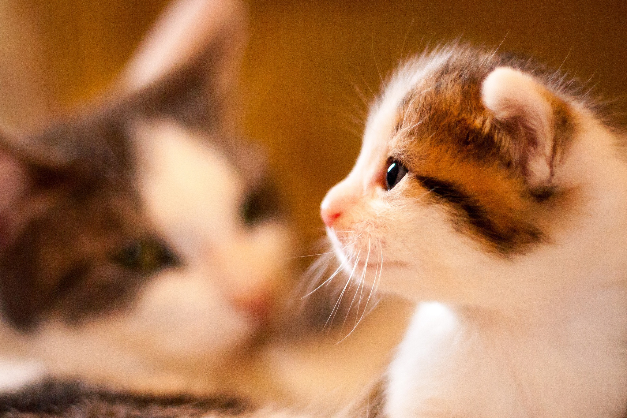 Free download wallpaper Kitten, Baby Animal, Cat, Cats, Animal on your PC desktop