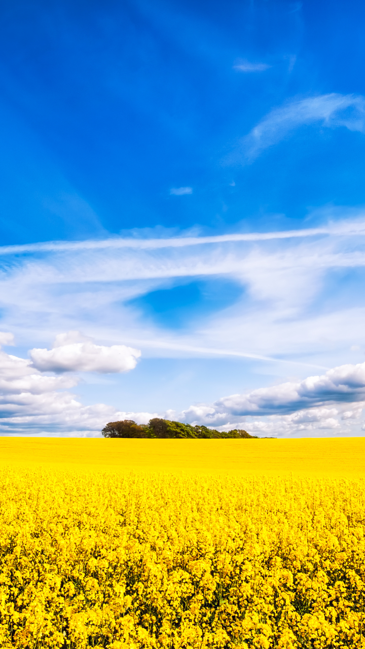 Download mobile wallpaper Nature, Sky, Summer, Horizon, Flower, Earth, Field, Cloud, Yellow Flower, Rapeseed for free.