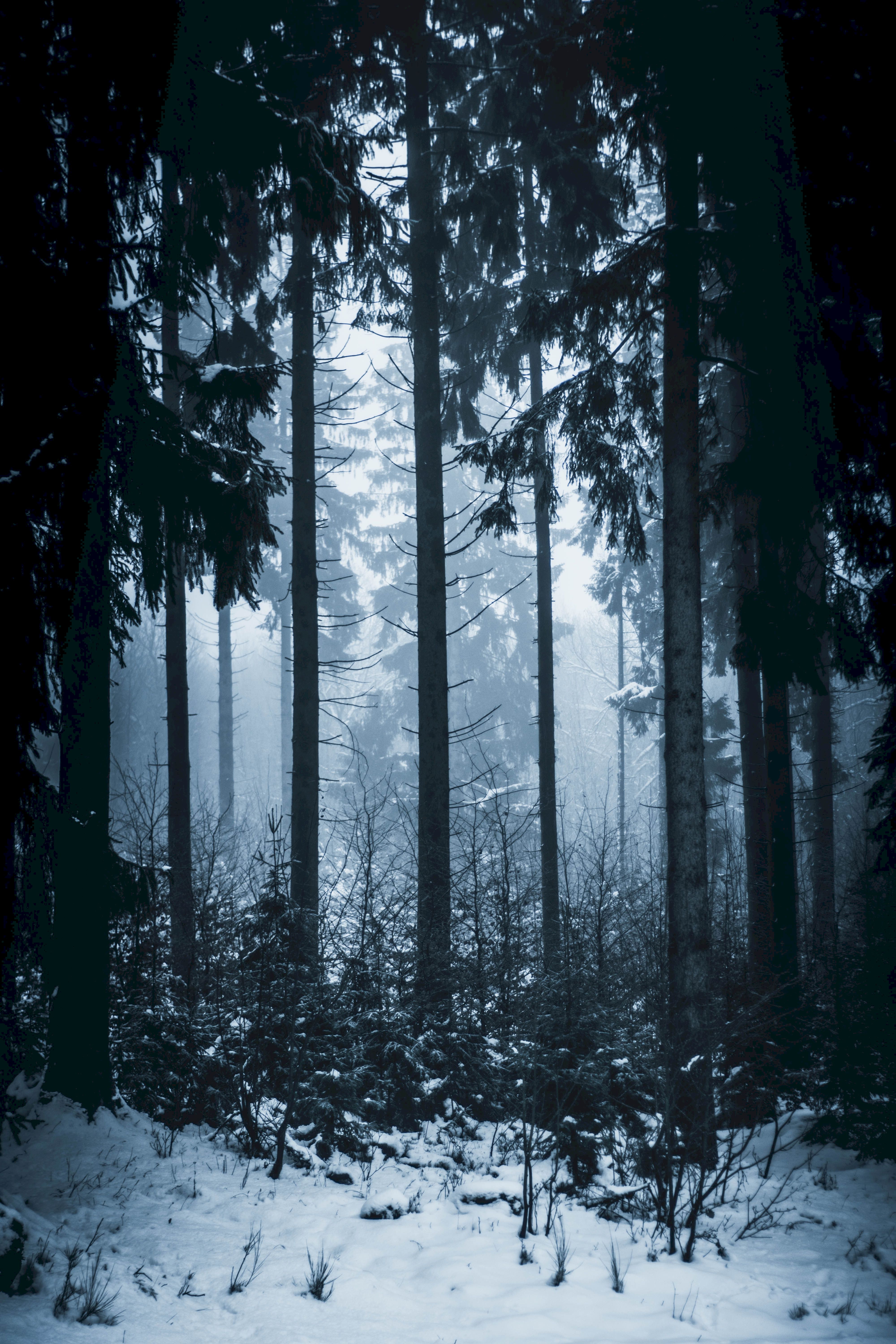 PCデスクトップに冬, 自然, 木, 森, 森林, 霧画像を無料でダウンロード