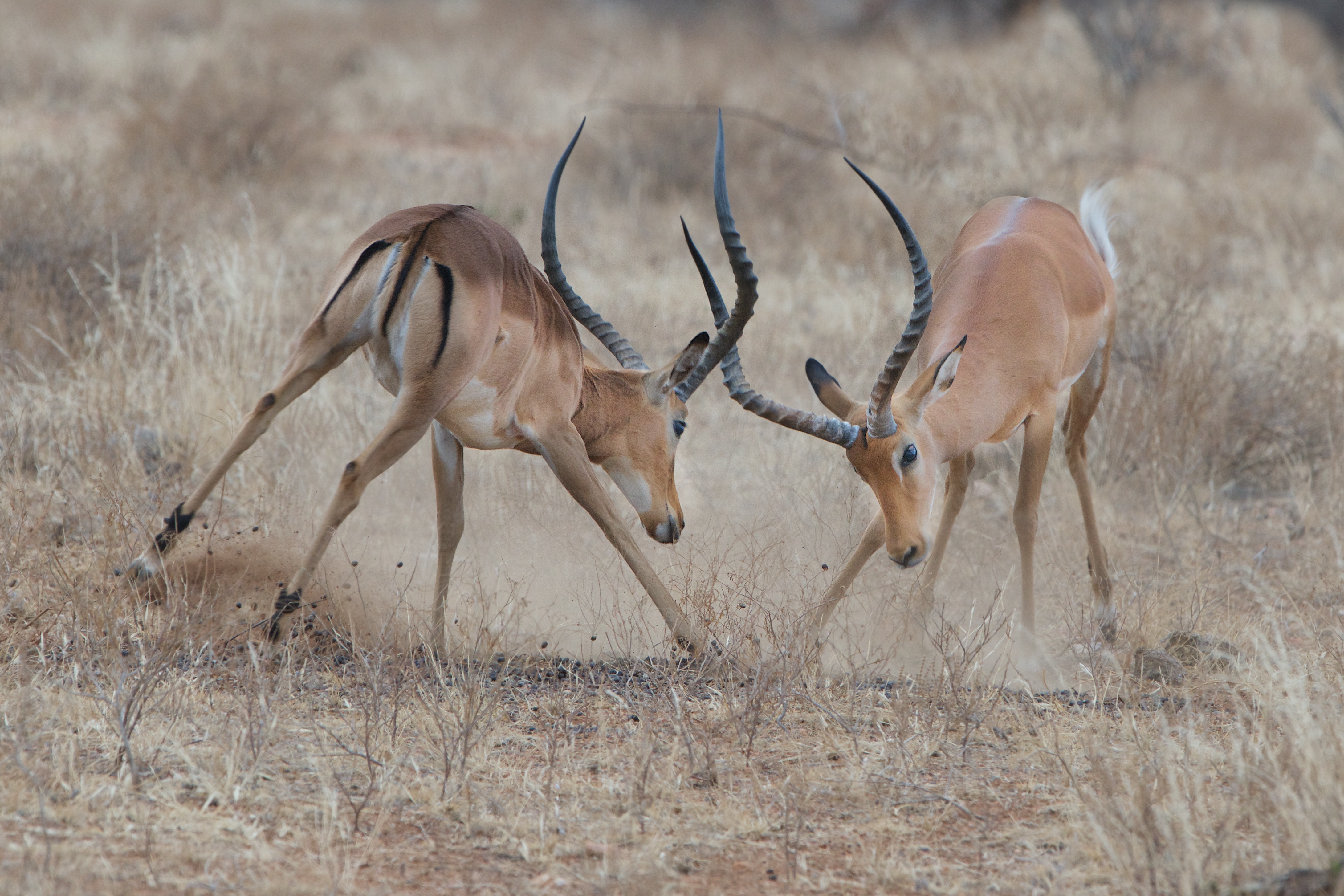 773770 Bild herunterladen tiere, impala, antilope, kampf - Hintergrundbilder und Bildschirmschoner kostenlos