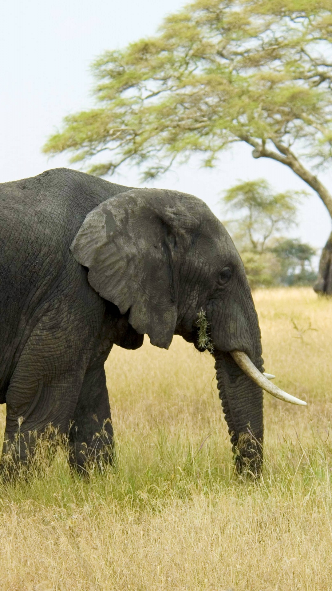 Descarga gratuita de fondo de pantalla para móvil de Elefante Africano De Sabana, Elefantes, Animales.