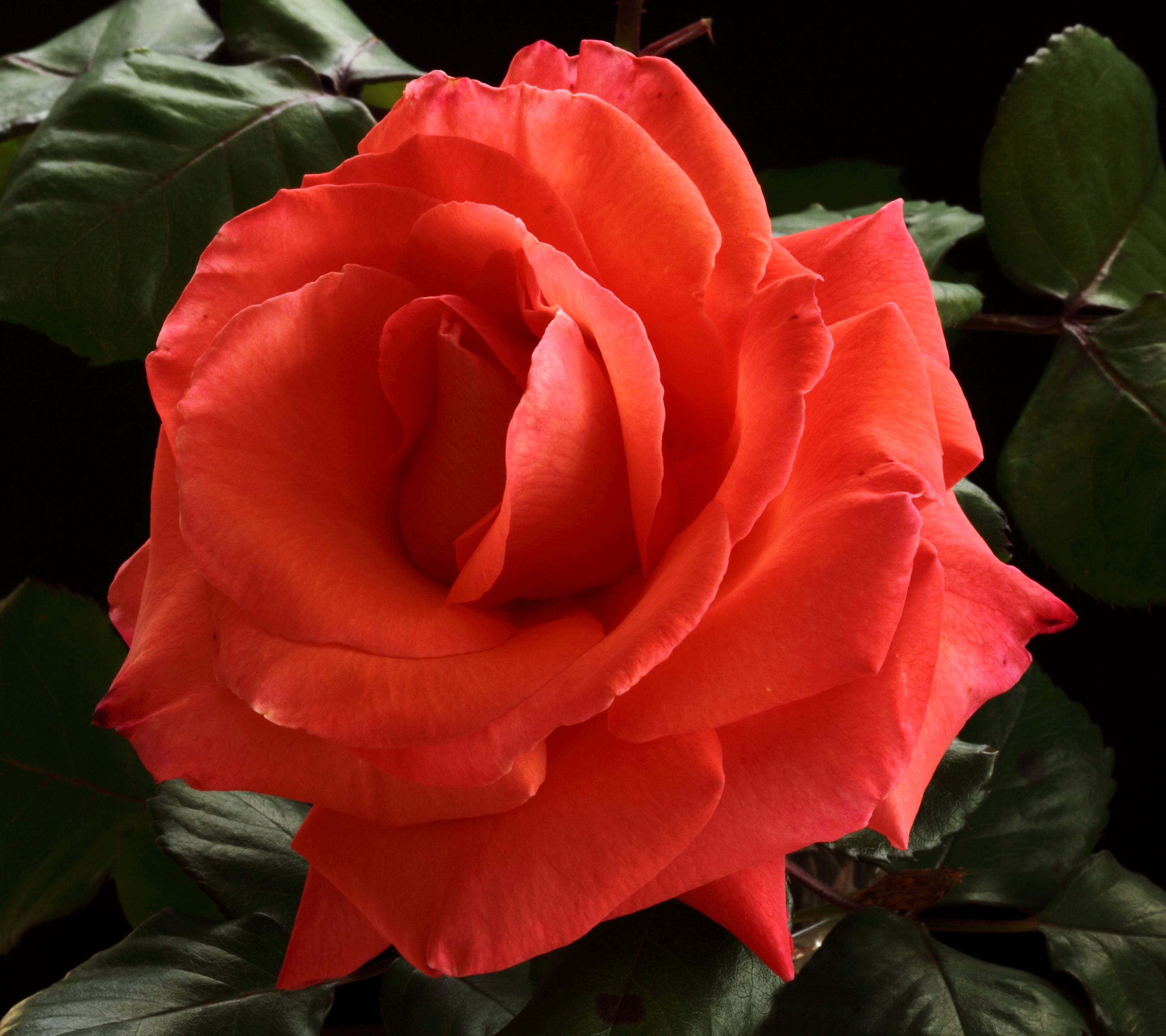 Descarga gratis la imagen Flores, Rosa, Flor, Hoja, Tierra, Tierra/naturaleza, Flor Naranja en el escritorio de tu PC