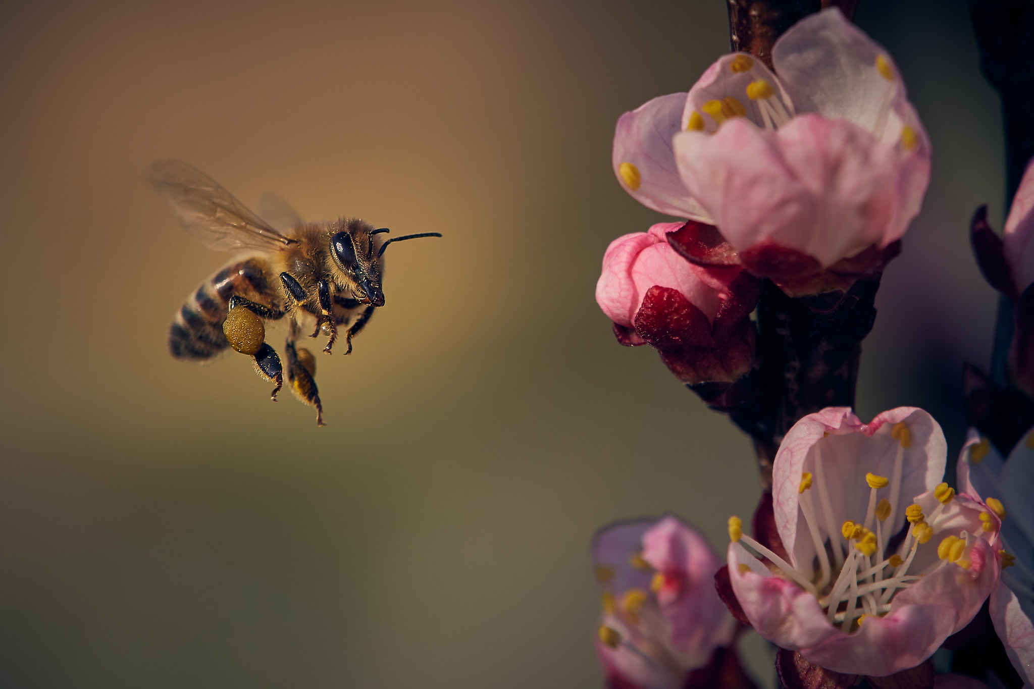 Téléchargez gratuitement l'image Animaux, Insectes, Fleur, Macro, Insecte, Abeille sur le bureau de votre PC