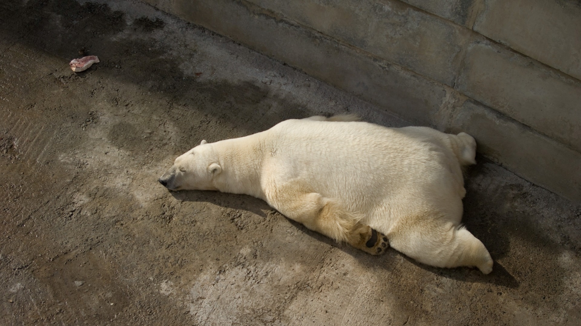 173992 descargar fondo de pantalla animales, oso polar, osos: protectores de pantalla e imágenes gratis
