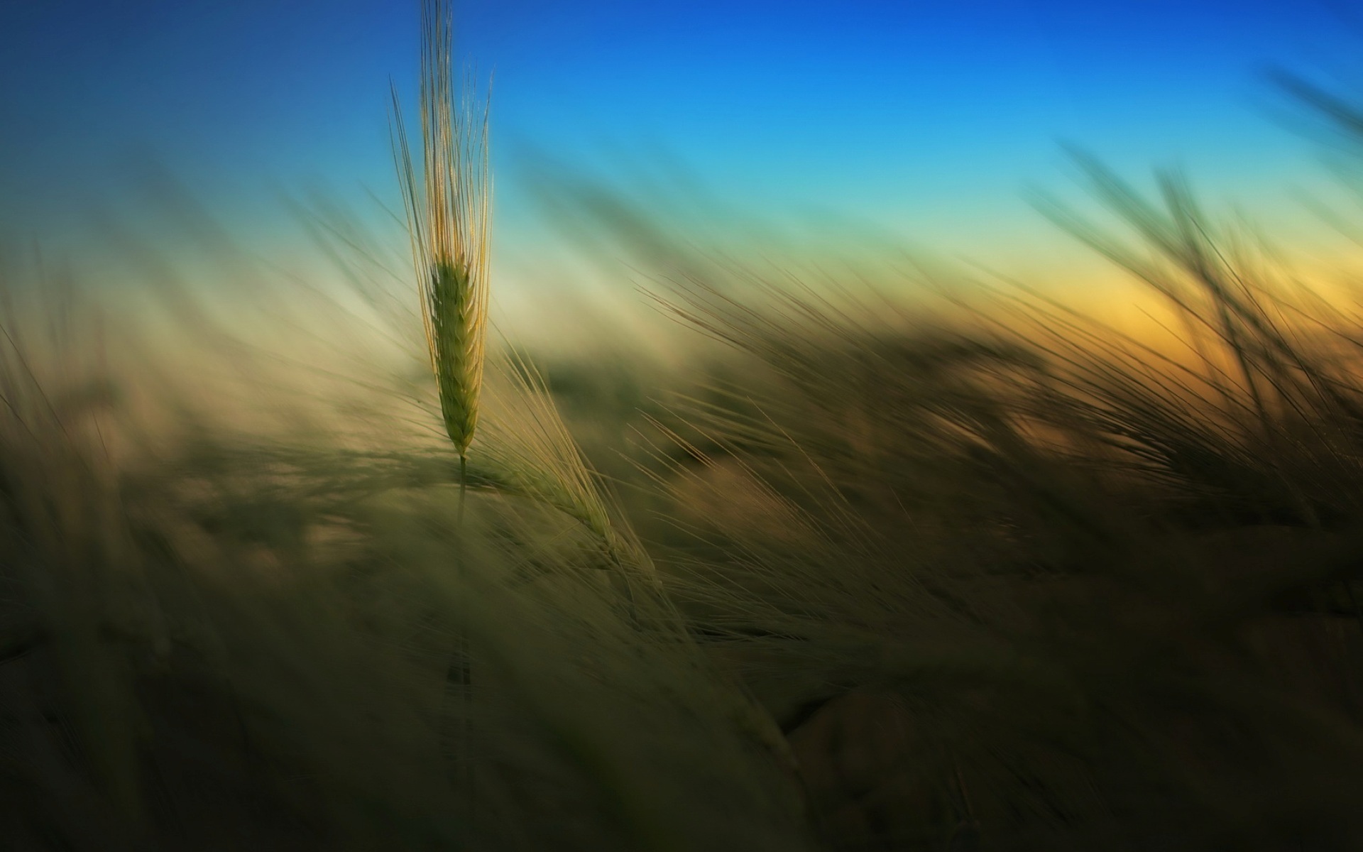 Laden Sie das Weizen, Pflanzen-Bild kostenlos auf Ihren PC-Desktop herunter