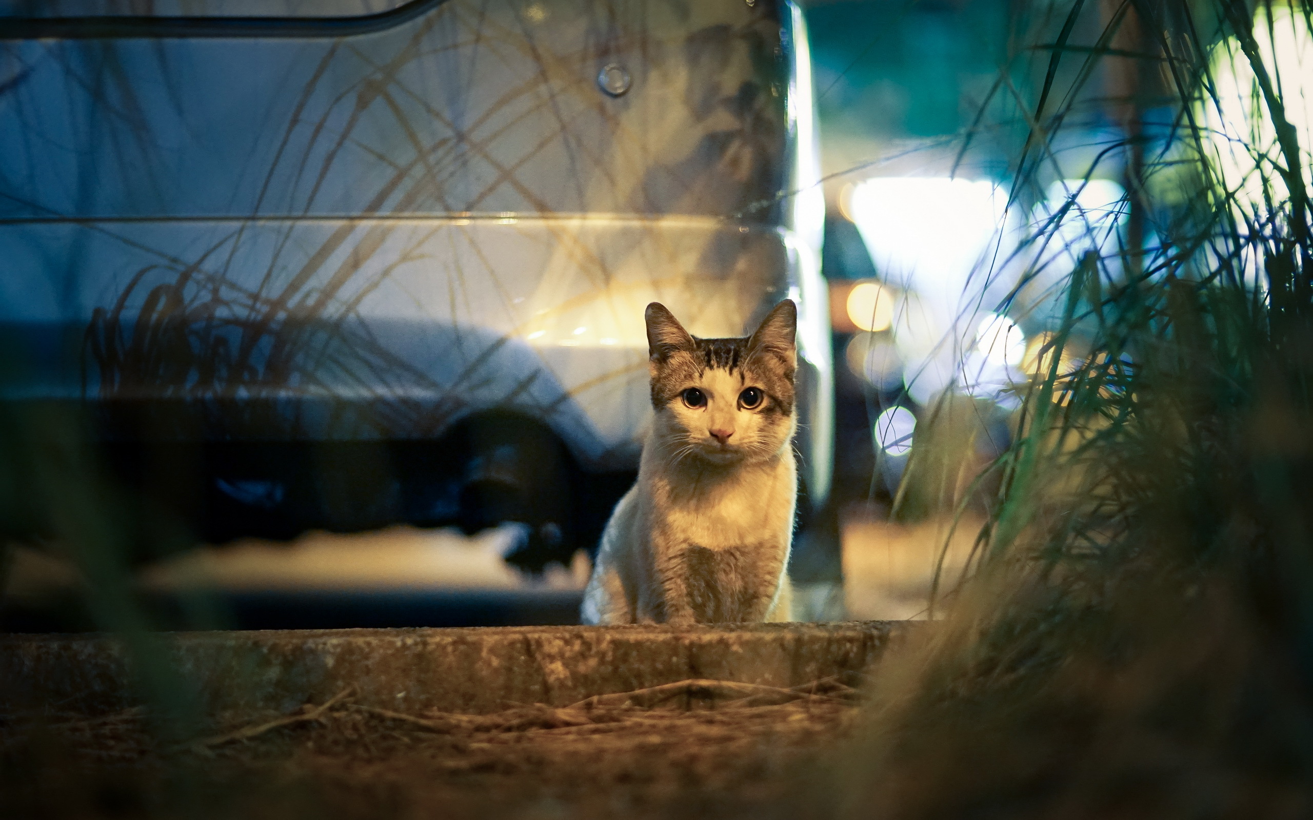 Baixe gratuitamente a imagem Animais, Gatos, Gato na área de trabalho do seu PC