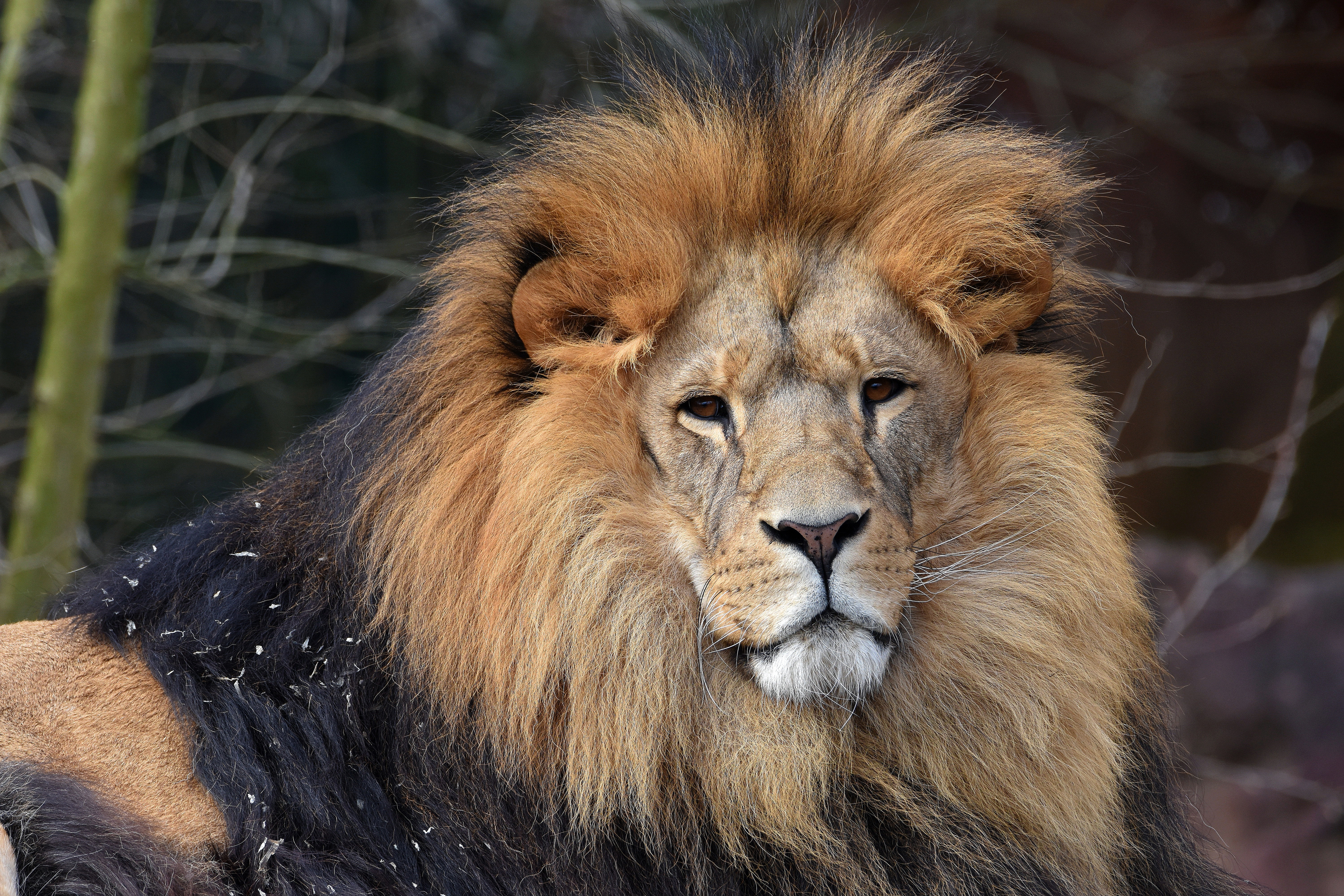 Descarga gratuita de fondo de pantalla para móvil de Animales, Gatos, León.