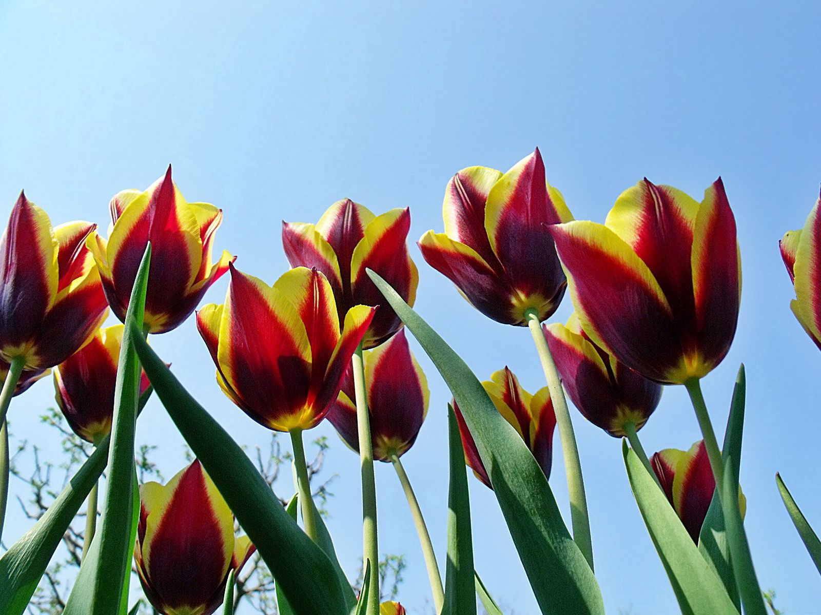 74593 скачать картинку весна, тюльпаны, цветы, небо, распущенные, пестрые - обои и заставки бесплатно