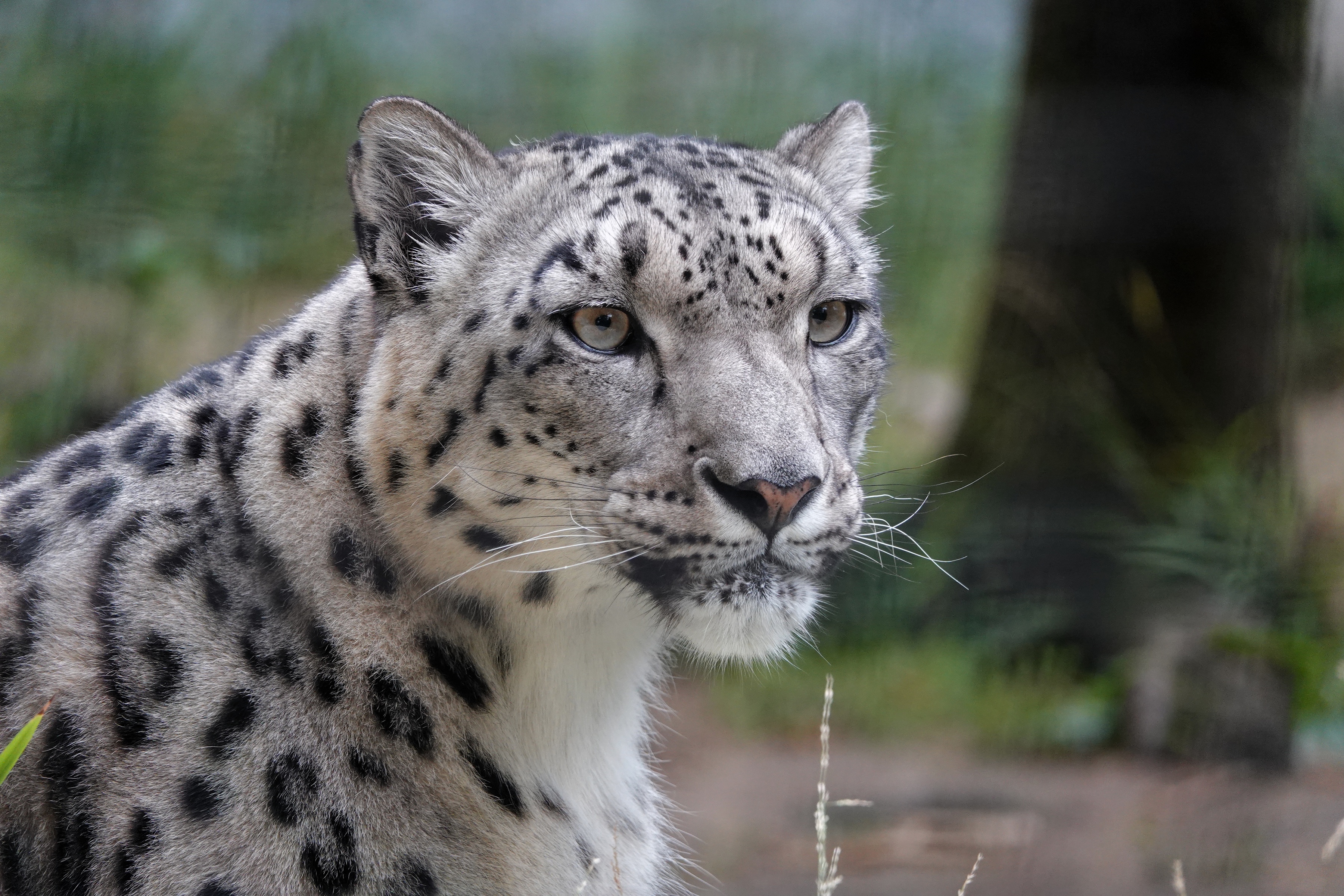 Baixar papel de parede para celular de Animais, Gatos, Leopardo Das Neves gratuito.