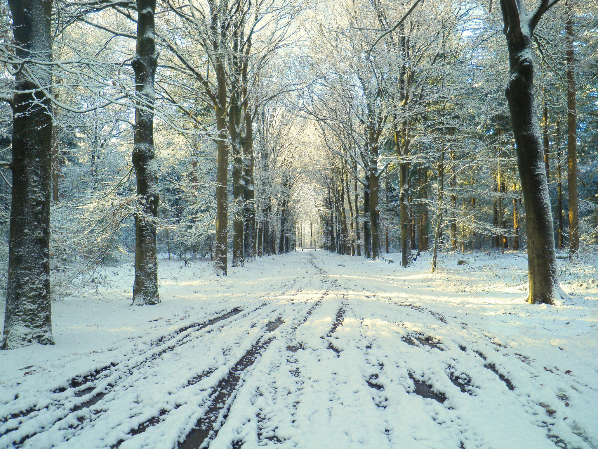 Free download wallpaper Winter, Snow, Tree, Earth on your PC desktop