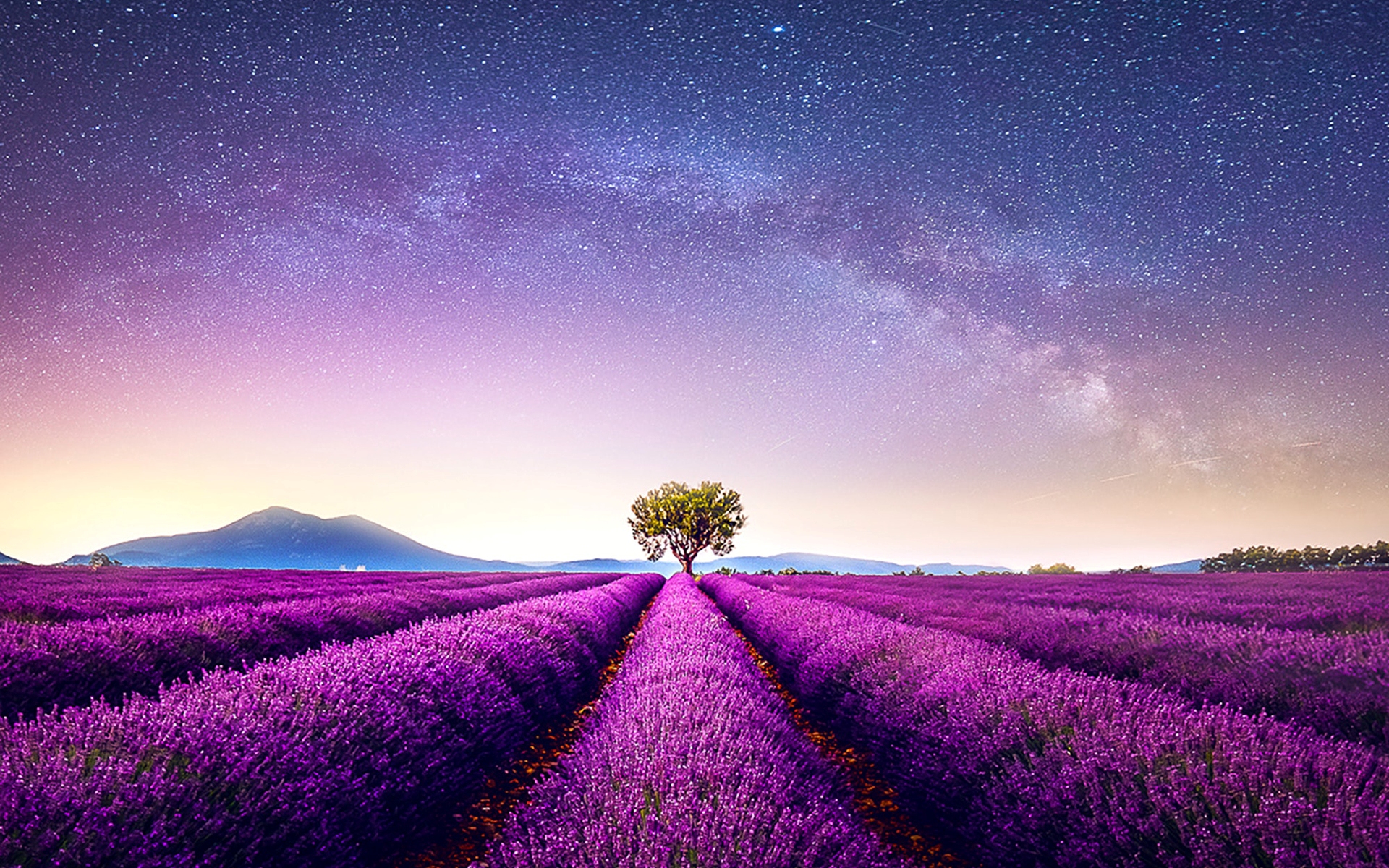 Free download wallpaper Lavender, Flowers, Earth on your PC desktop