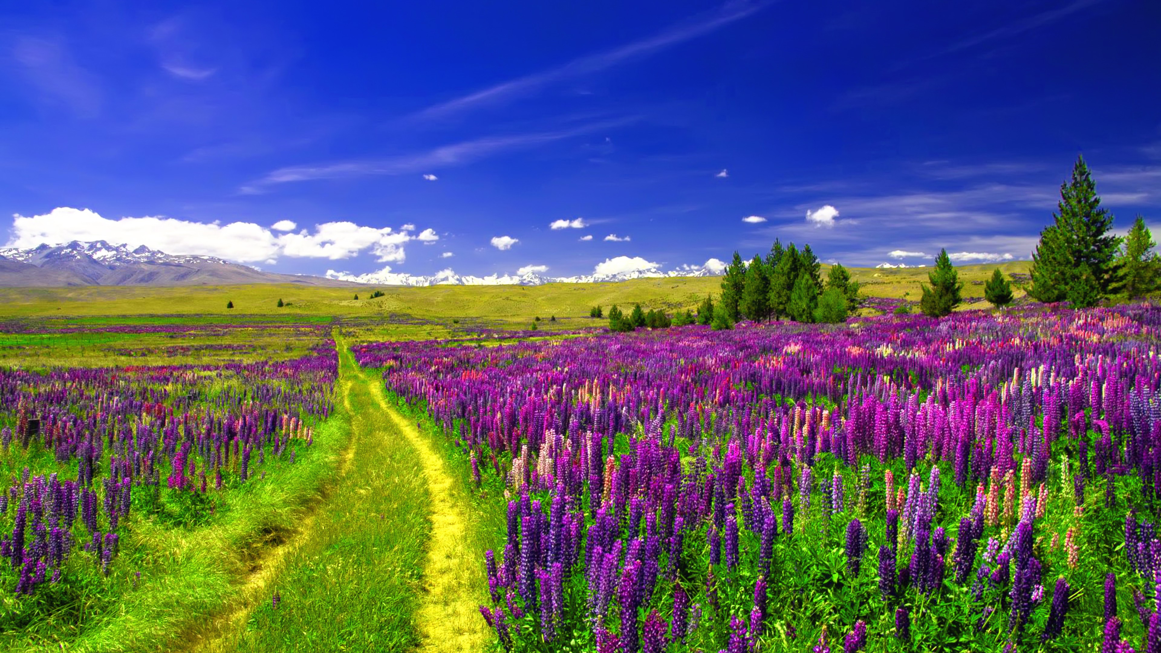 756873 descargar fondo de pantalla flor purpura, tierra/naturaleza, altramuz, campo, flor, paisaje, camino: protectores de pantalla e imágenes gratis