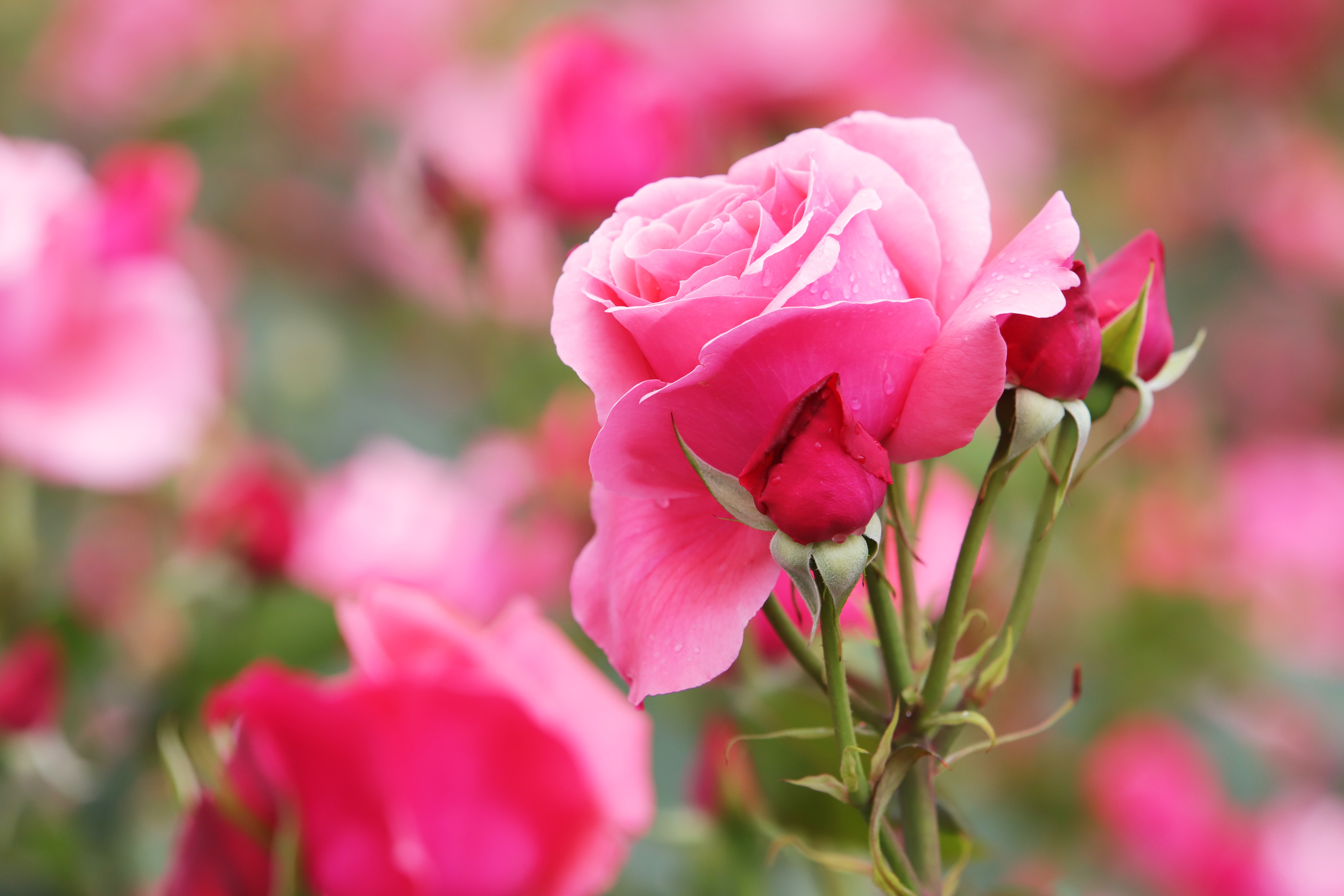 Скачать обои бесплатно Роза, Земля/природа, Розовый Цветок, Розовая Роза, Флауэрсы картинка на рабочий стол ПК
